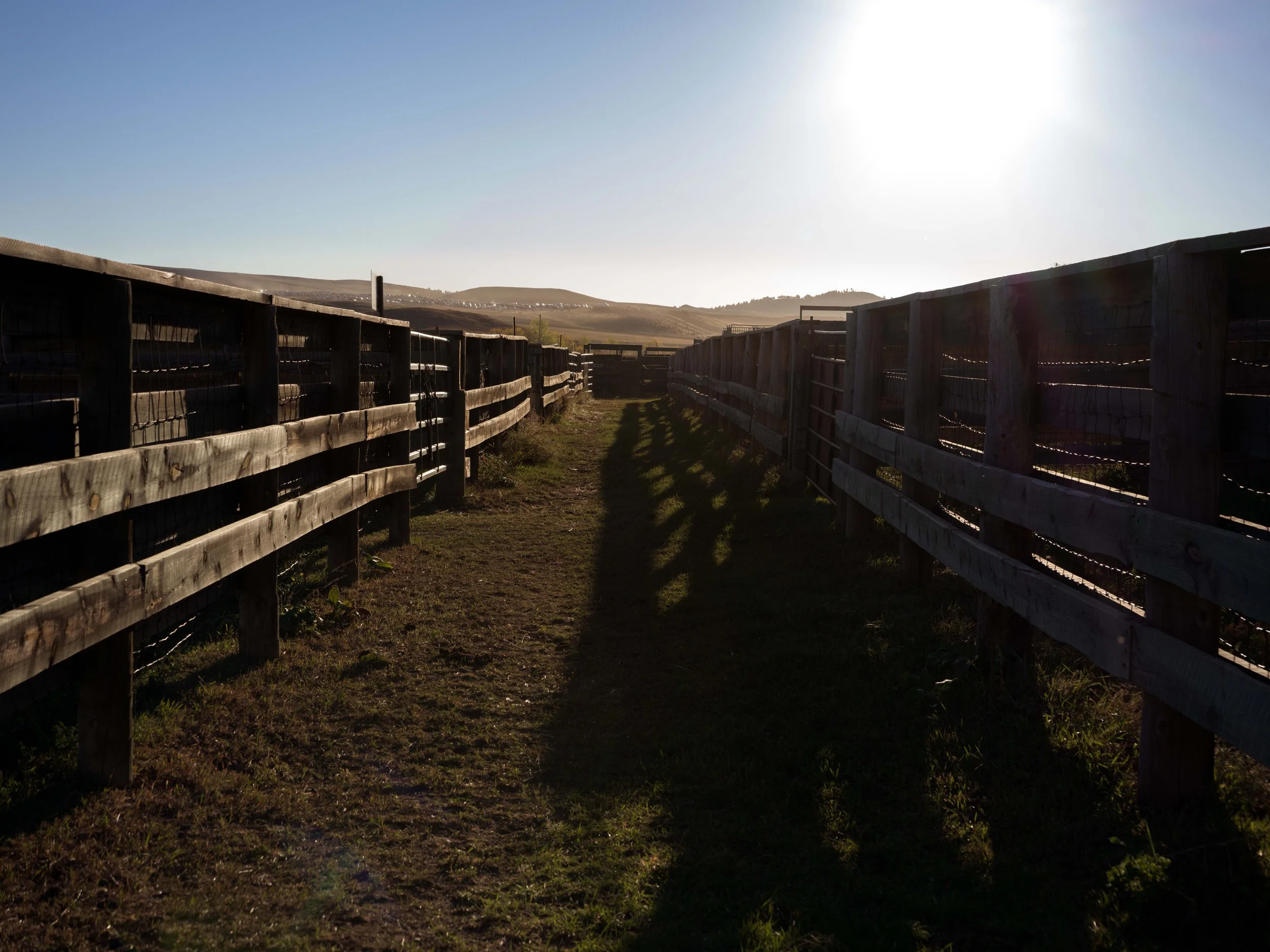BuffaloRoundup-X2D-20250928-ByronBanasiak-5.jpg