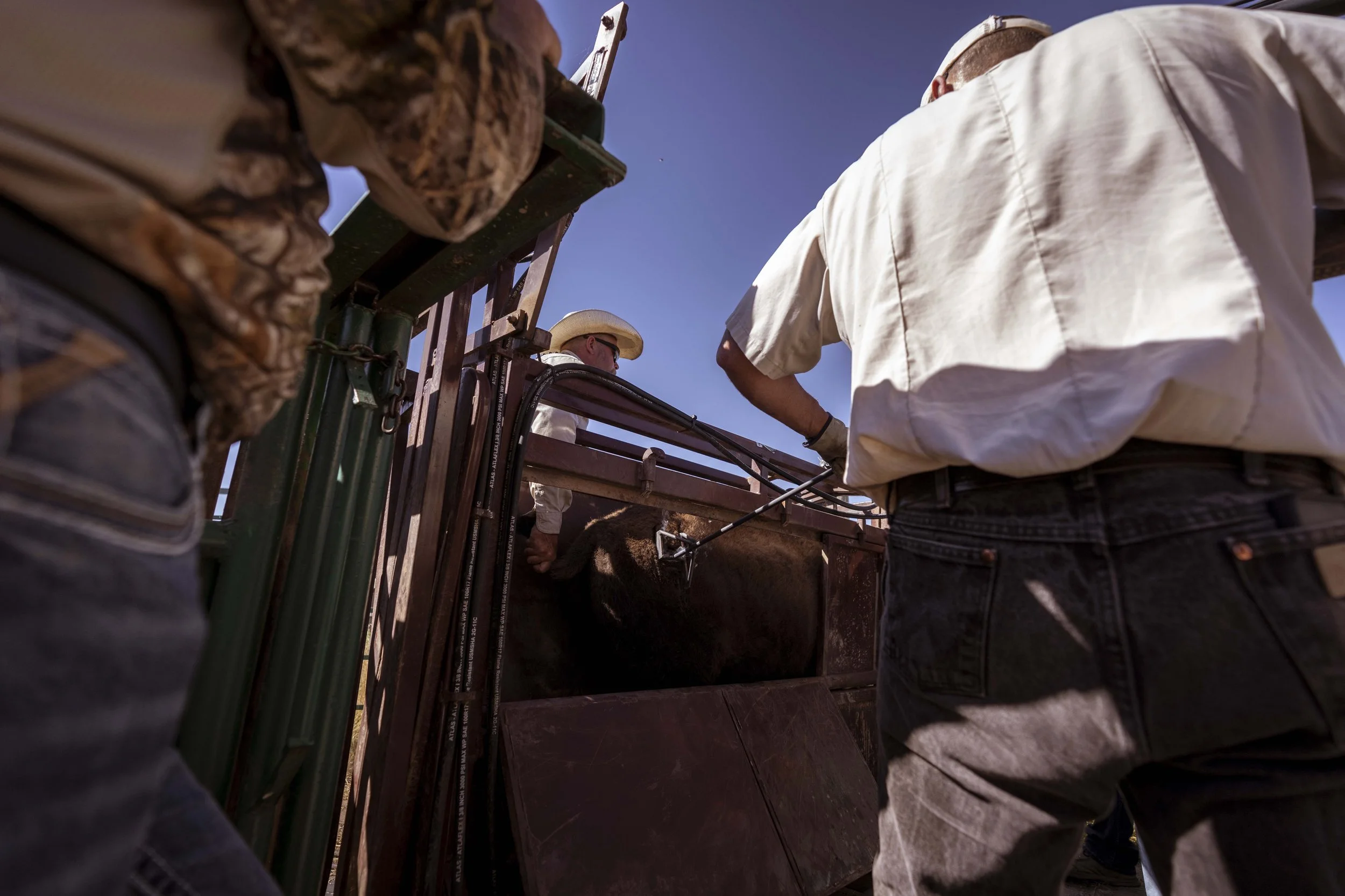 BuffaloRoundup-Branding-CSP-20240927_ByronBanasiak-88.jpg