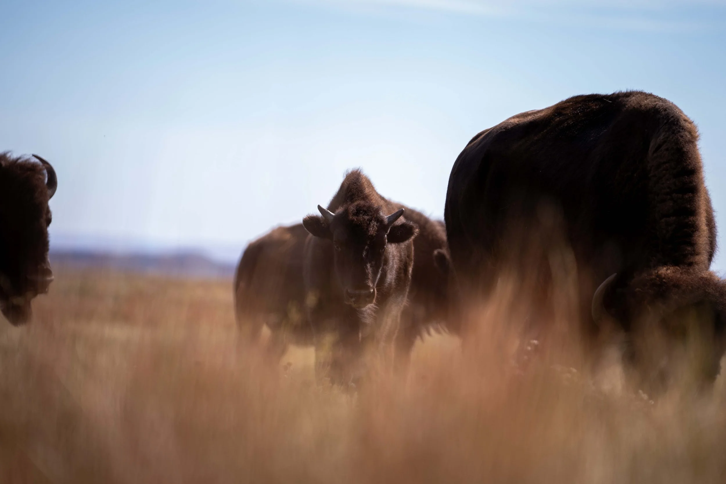 CusterStatePark-PreRoundup-20210923-ByronBanasiak-13.jpg