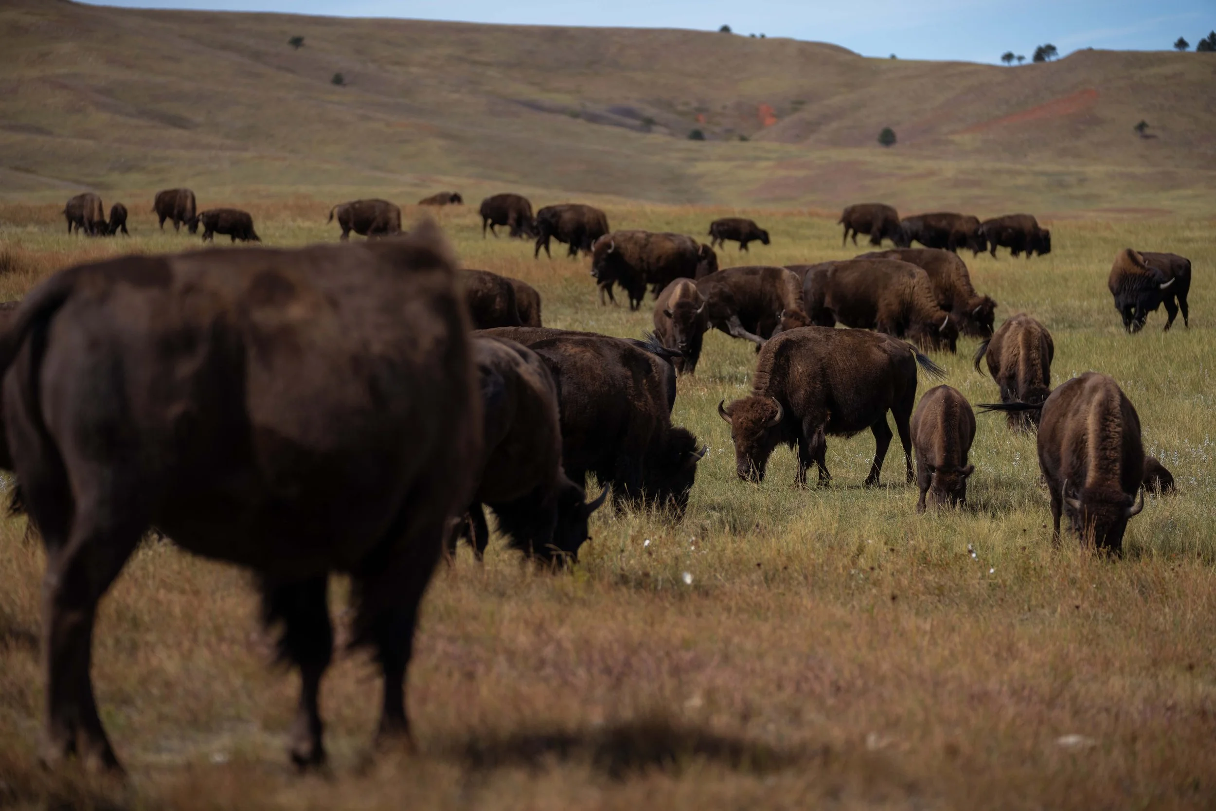 CusterStatePark-PreRoundup-20210923-ByronBanasiak-9.jpg