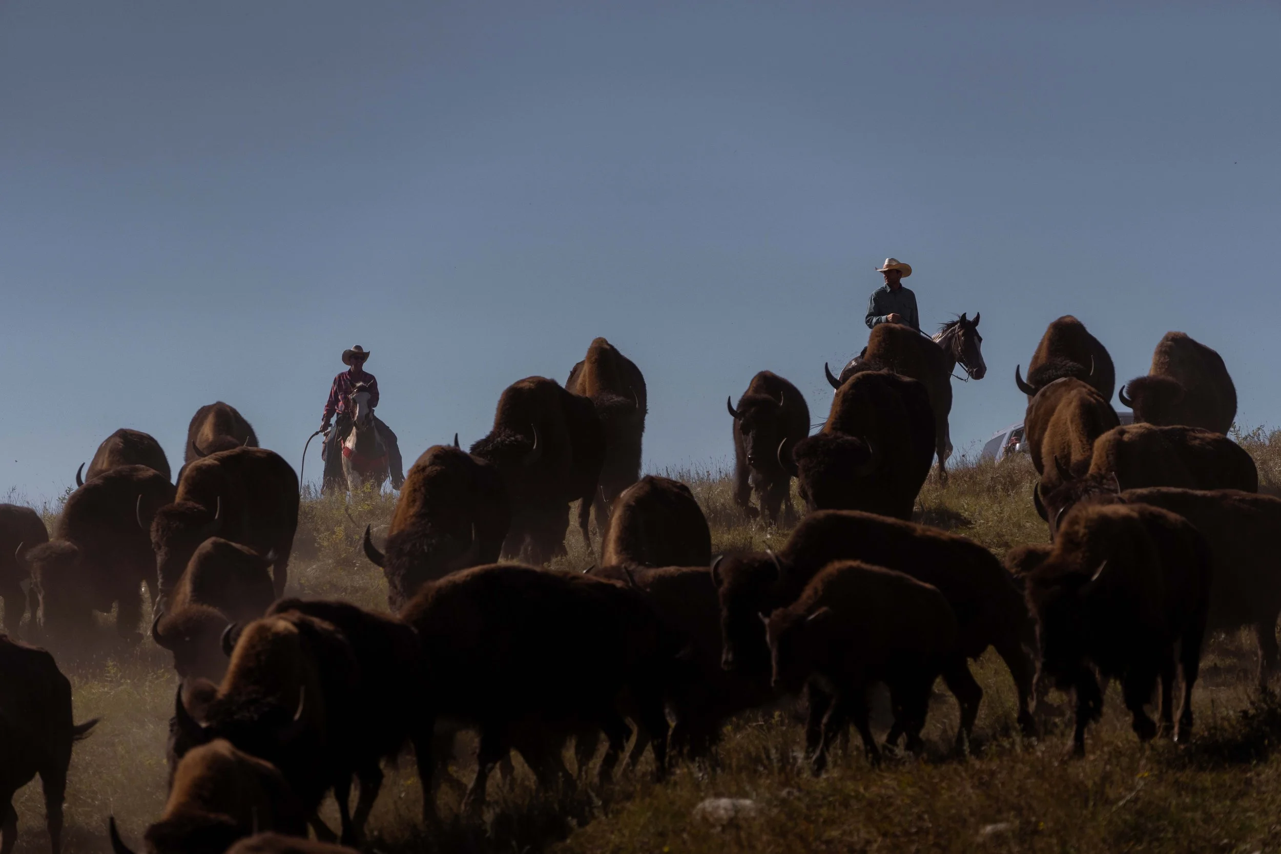 BuffaloRoundup-CSP-20250926-ByronBanasiak-46.jpg