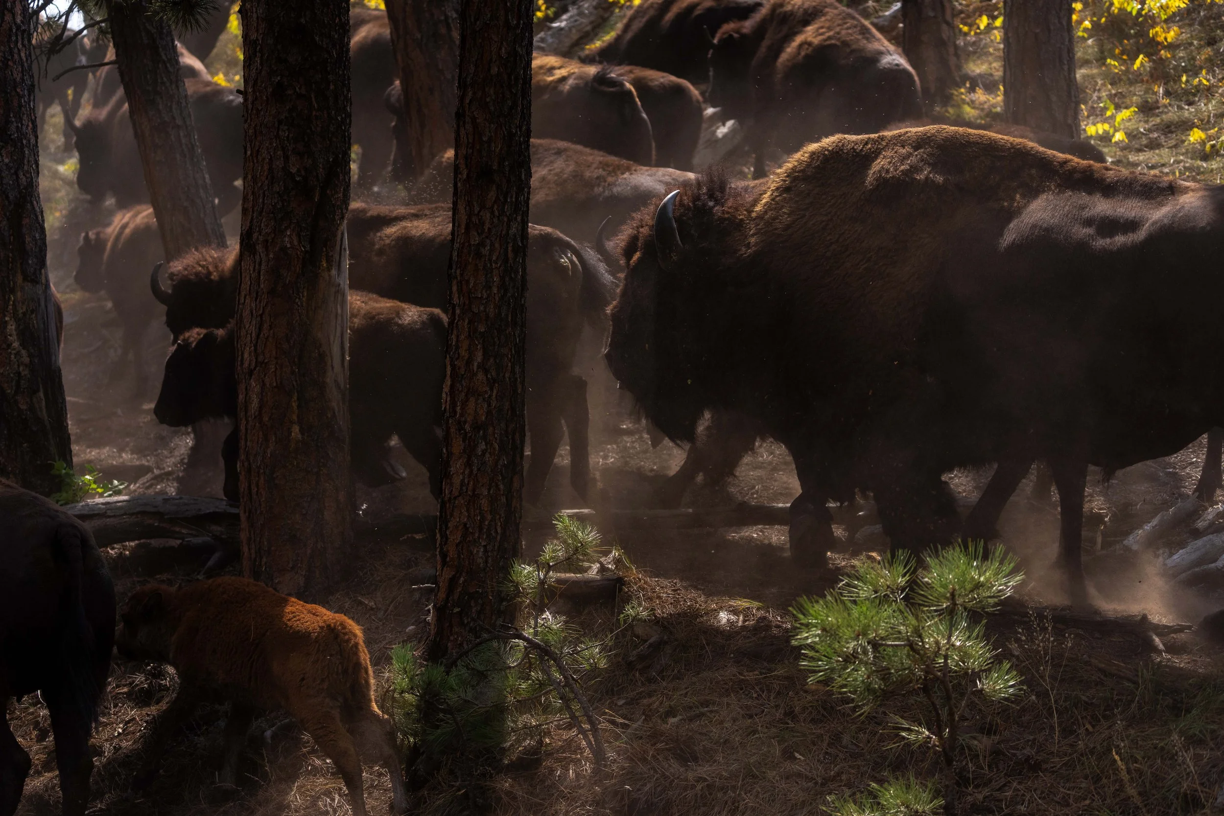 PreBuffaloRoundup-CSP-Sony-20250909-ByronBanasiak-39.jpg