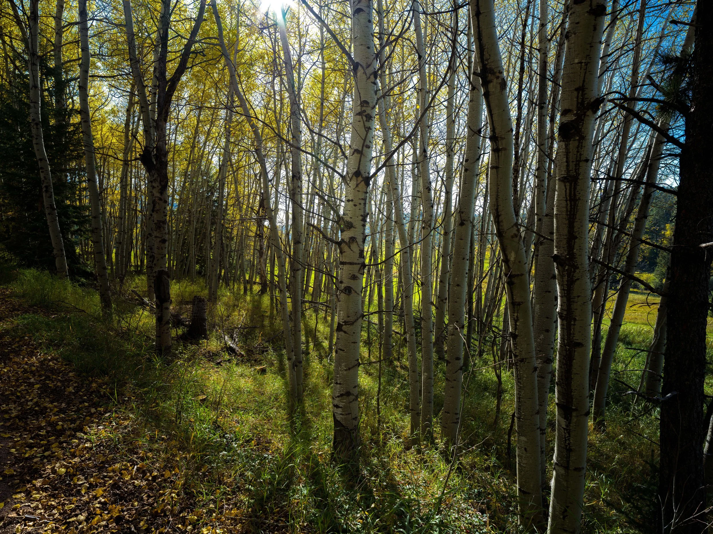 MickelsonTrail-Fall-X2D-20250929-ByronBanasiak-42_1.jpg