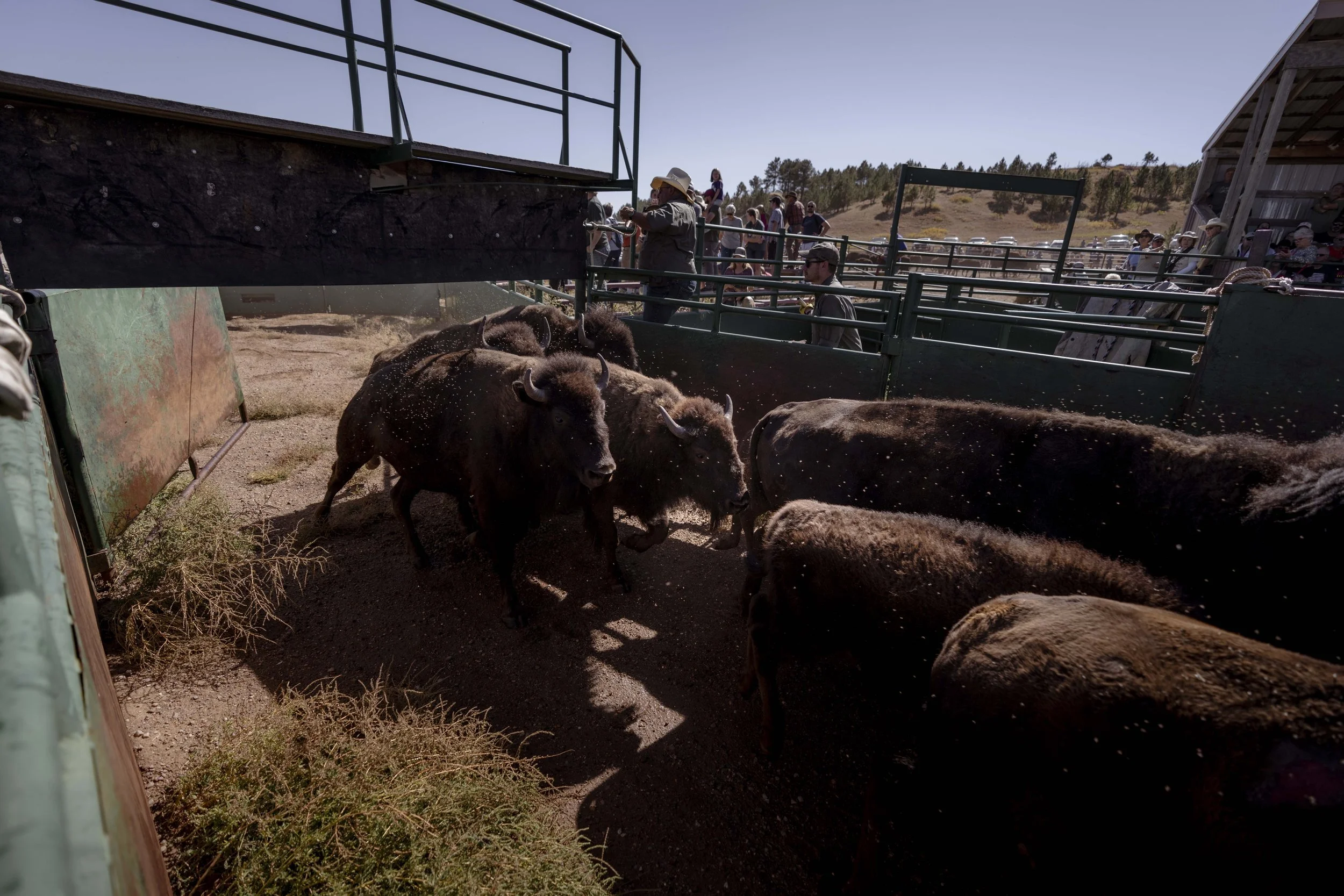 BuffaloRoundup-Branding-CSP-20240927_ByronBanasiak-26.jpg