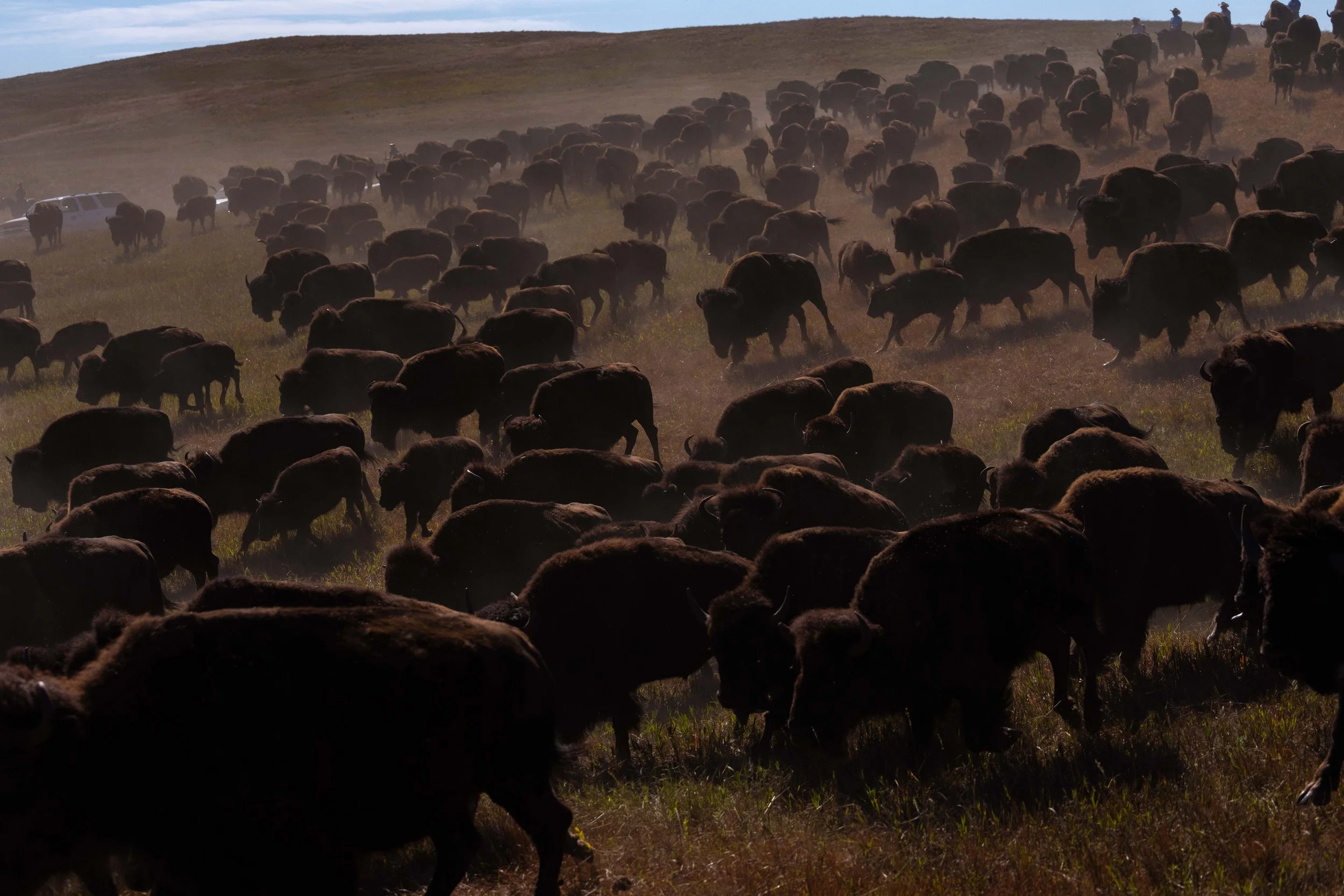 BuffaloRoundup-CSP-20250926-ByronBanasiak-38.jpg