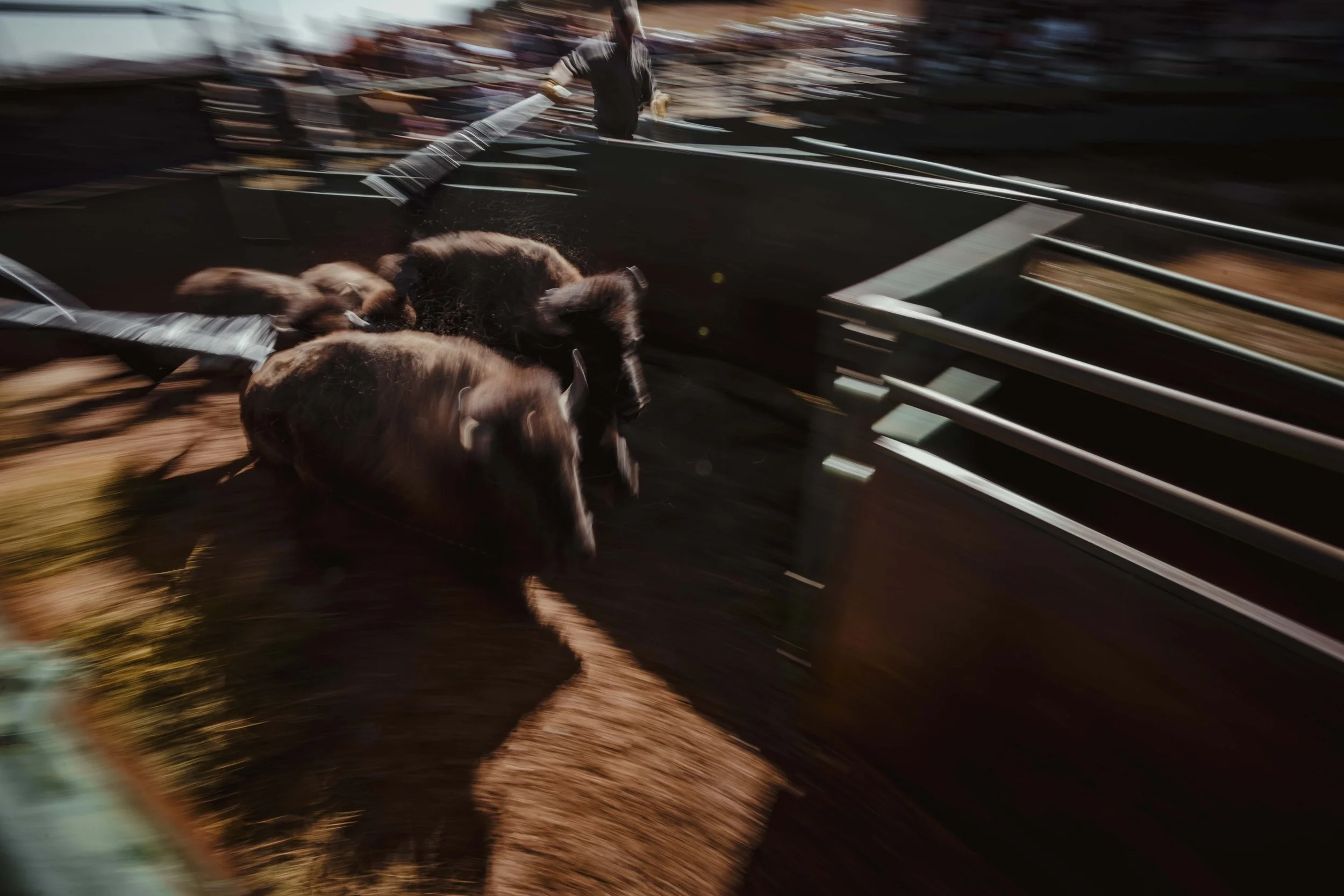 BuffaloRoundup-Branding-CSP-20240927_ByronBanasiak-43.jpg