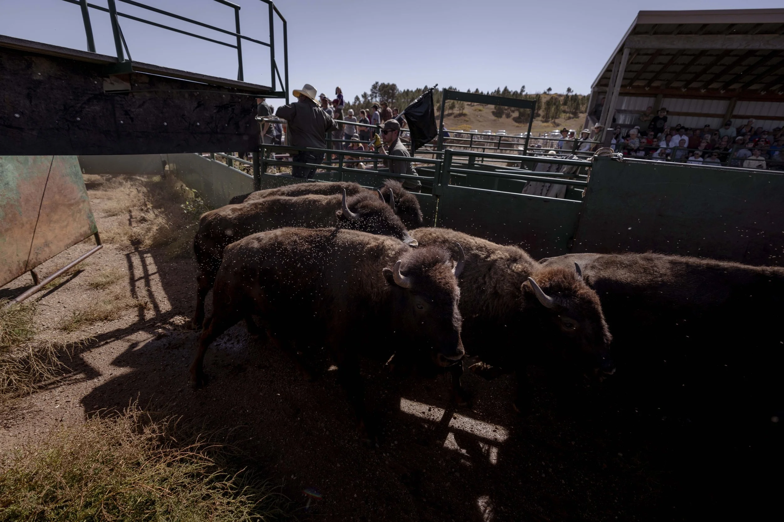 BuffaloRoundup-Branding-CSP-20240927_ByronBanasiak-29.jpg