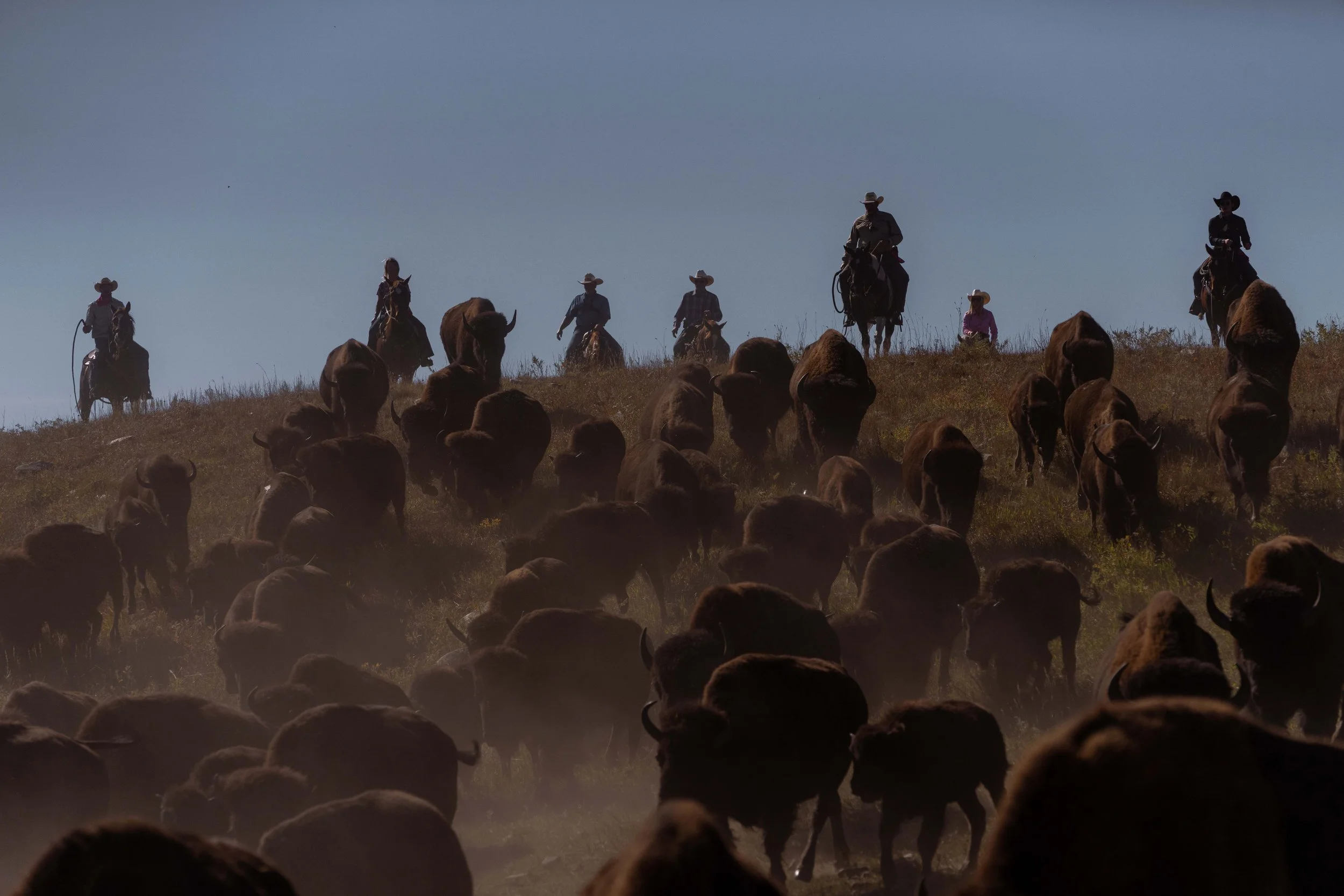 BuffaloRoundup-CSP-20250926-ByronBanasiak-48.jpg