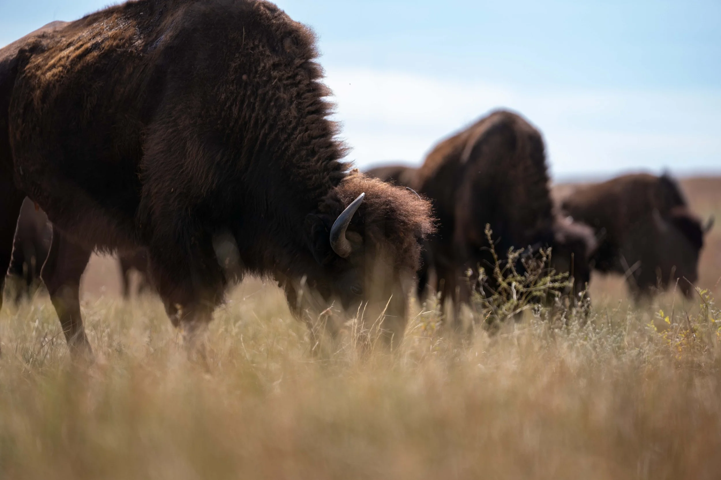 CusterStatePark-PreRoundup-20210923-ByronBanasiak-12.jpg