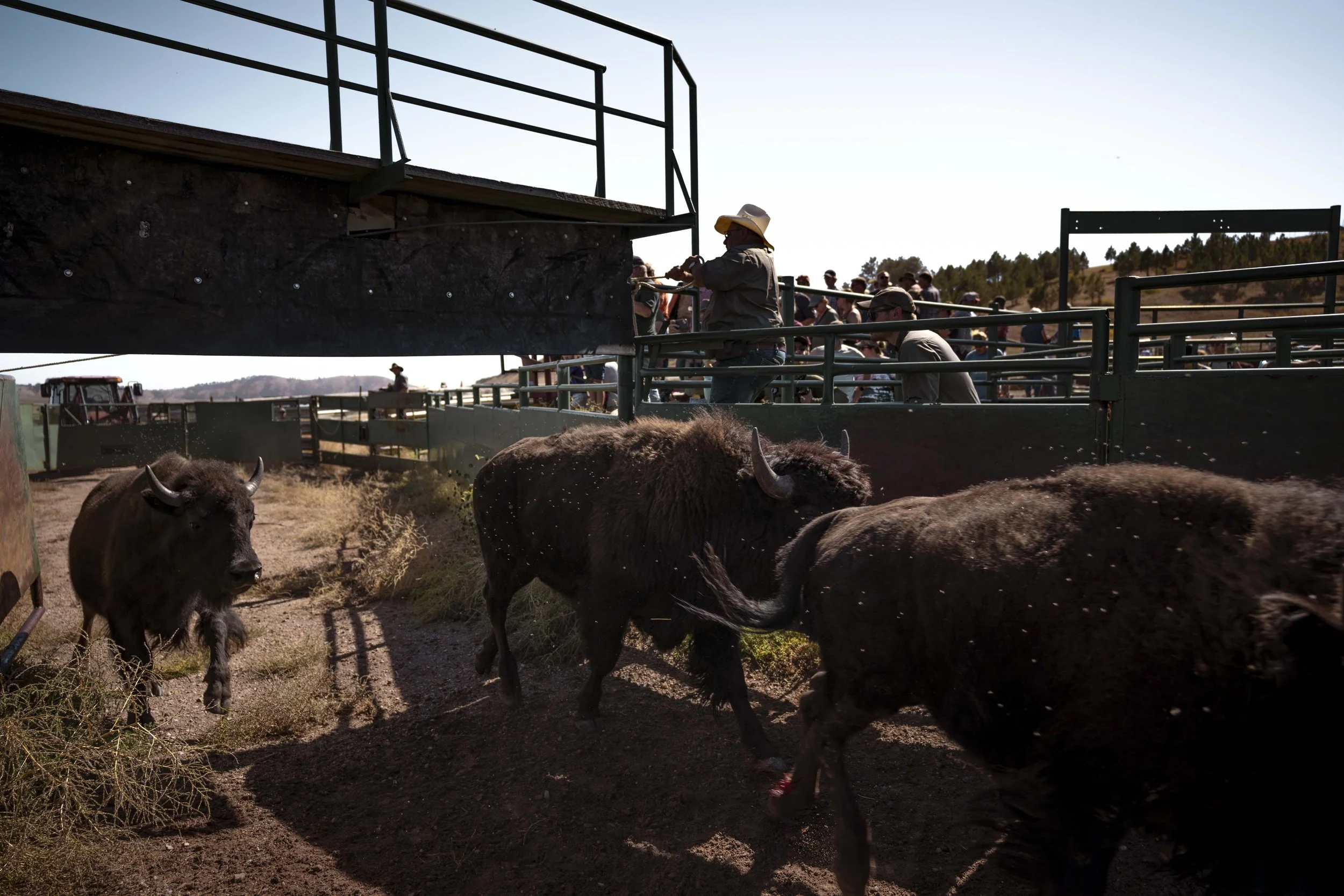 BuffaloRoundup-Branding-CSP-20240927_ByronBanasiak-74.jpg