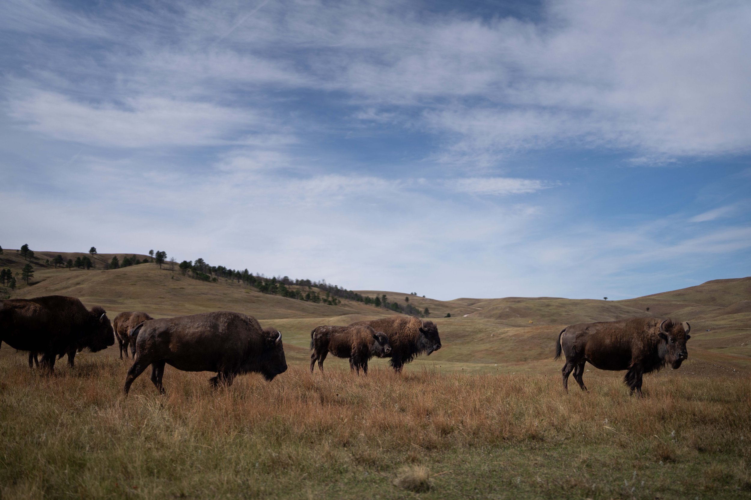 CusterStatePark-PreRoundup-20210923-ByronBanasiak-17.jpg