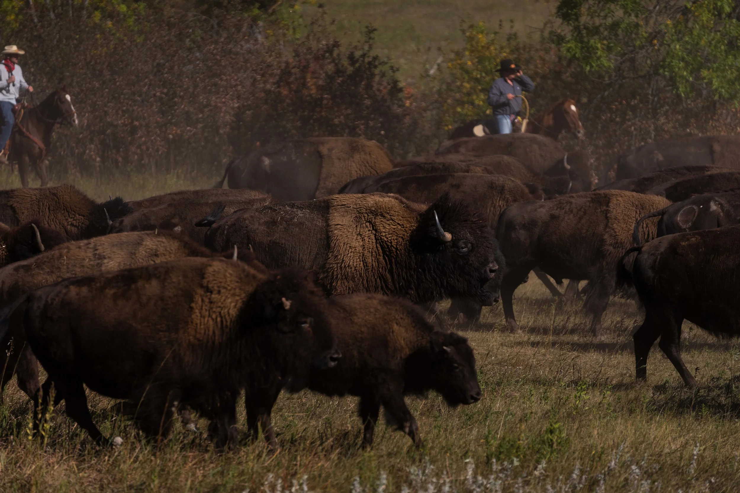 BuffaloRoundup-CSP-20250926-ByronBanasiak-9.jpg