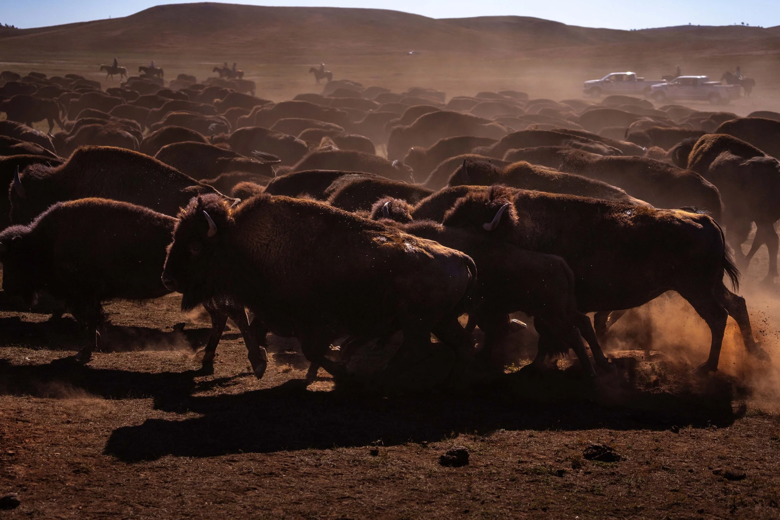 BuffaloRoundup-CSP-20250926-ByronBanasiak-20.jpg
