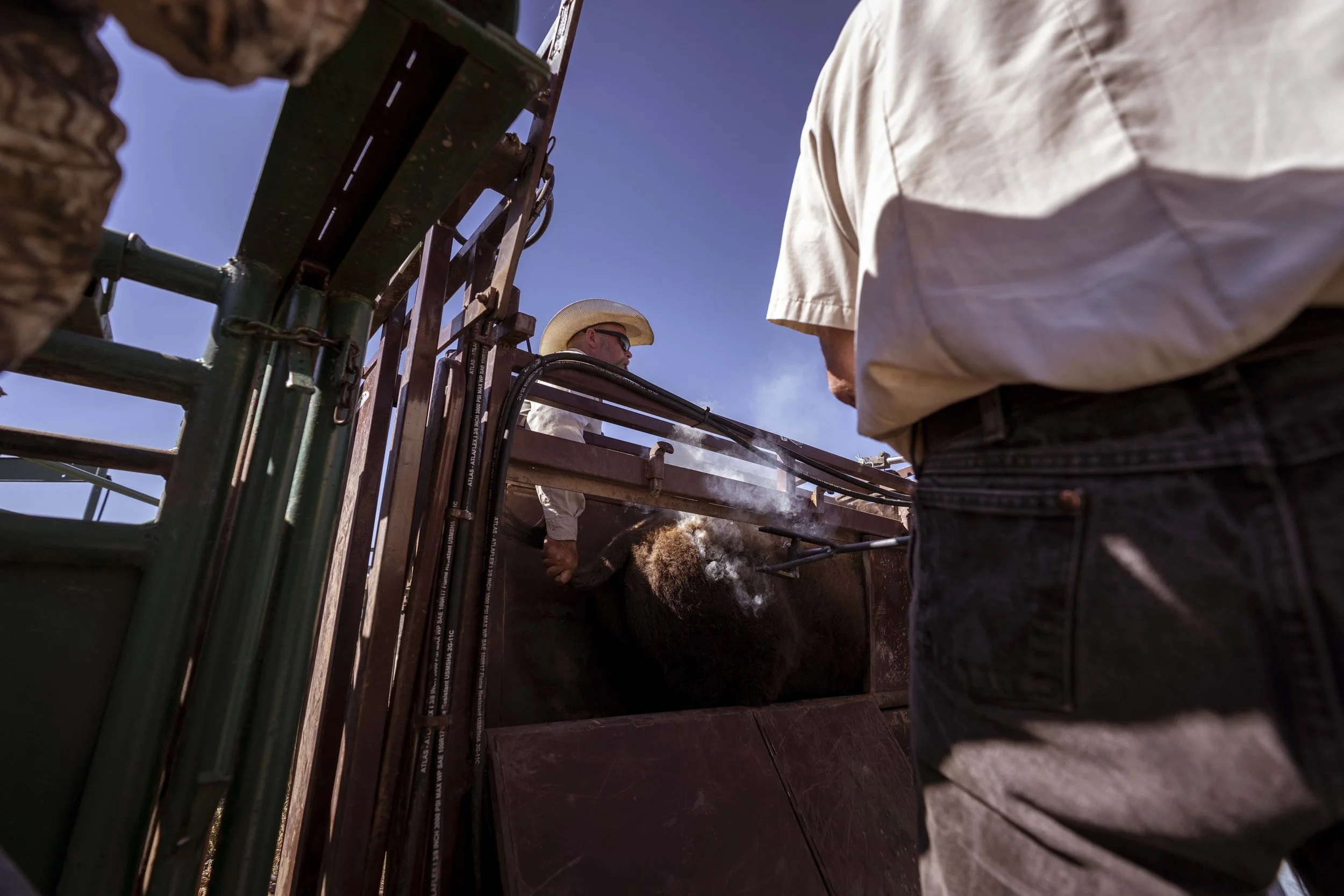BuffaloRoundup-Branding-CSP-20240927_ByronBanasiak-89.jpg