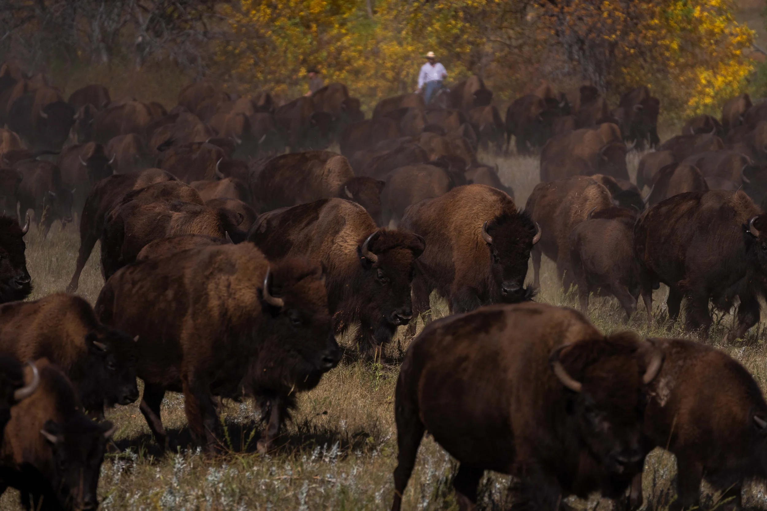 BuffaloRoundup-CSP-20250926-ByronBanasiak-14.jpg