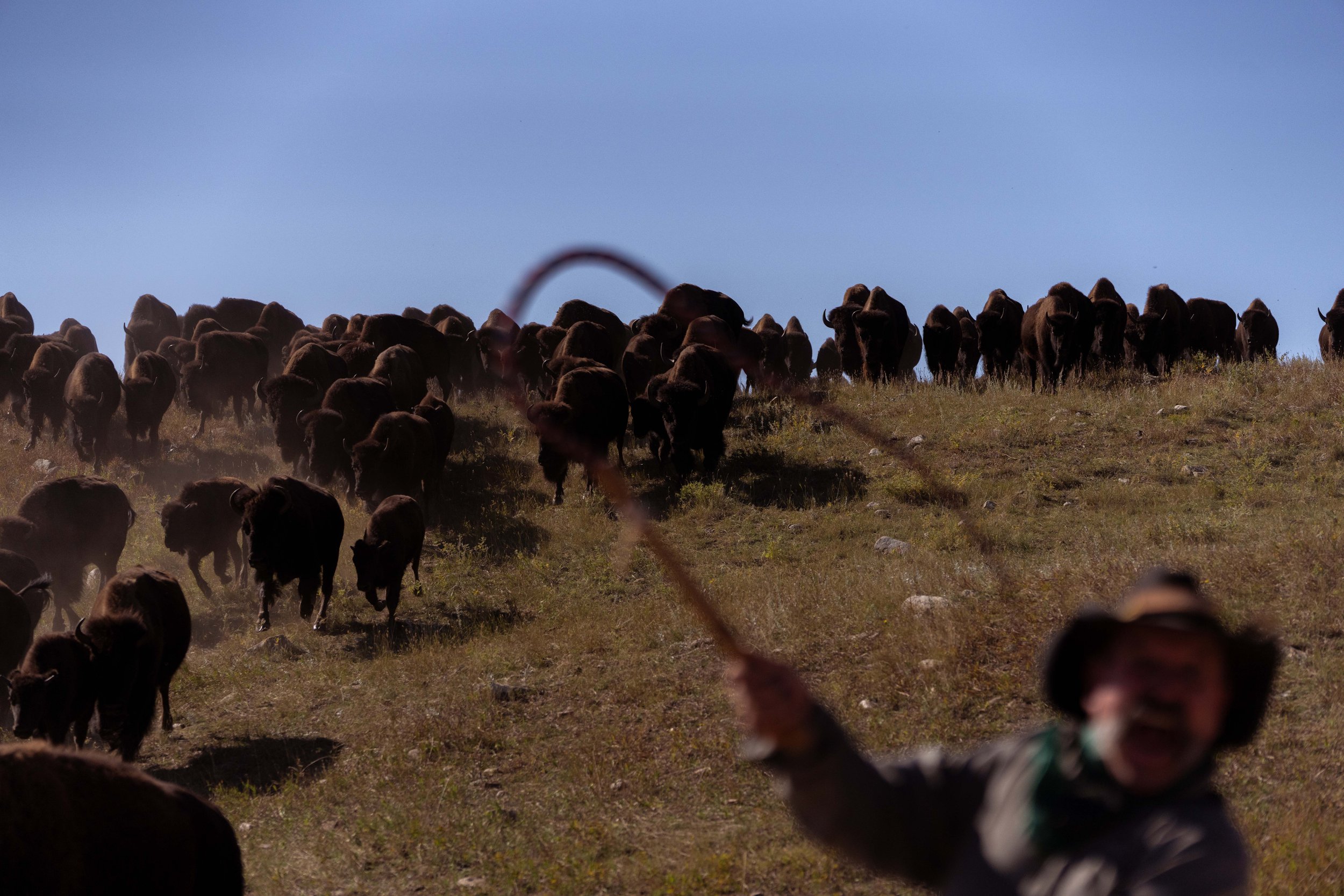 BuffaloRoundup-CSP-20250926-ByronBanasiak-44.jpg