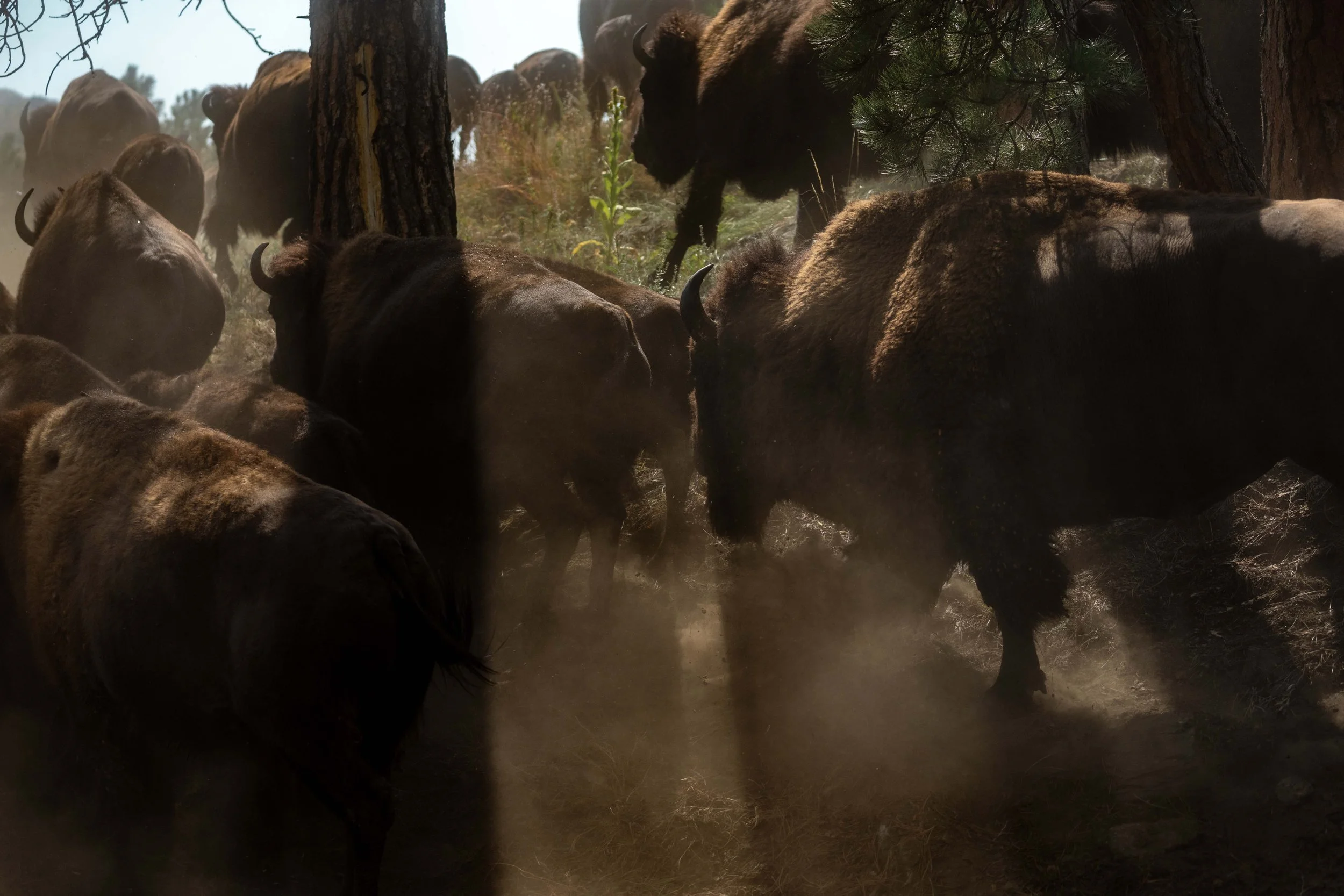 PreBuffaloRoundup-CSP-Sony-20250909-ByronBanasiak-49.jpg
