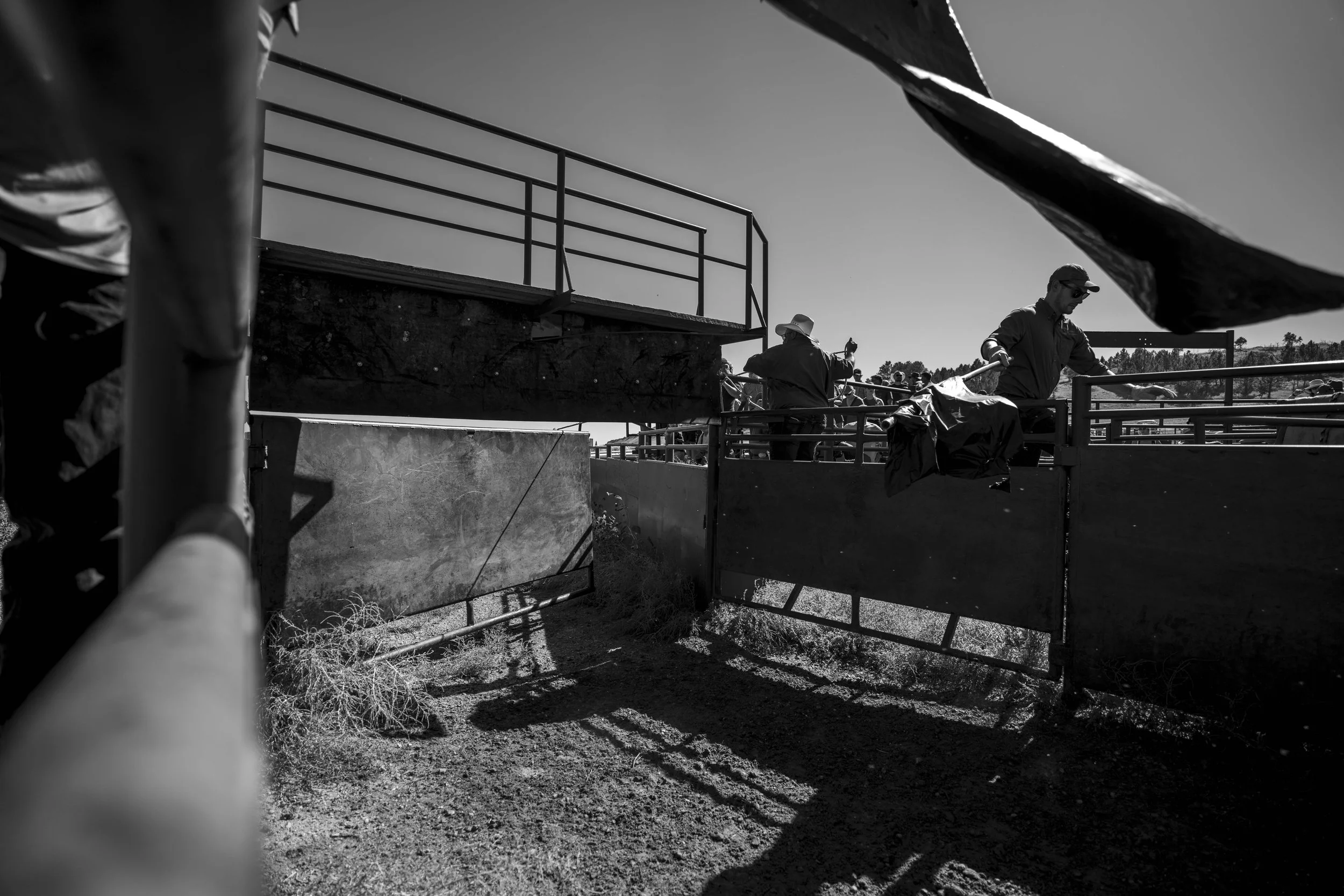 BuffaloRoundup-Branding-CSP-20240927_ByronBanasiak-76.jpg
