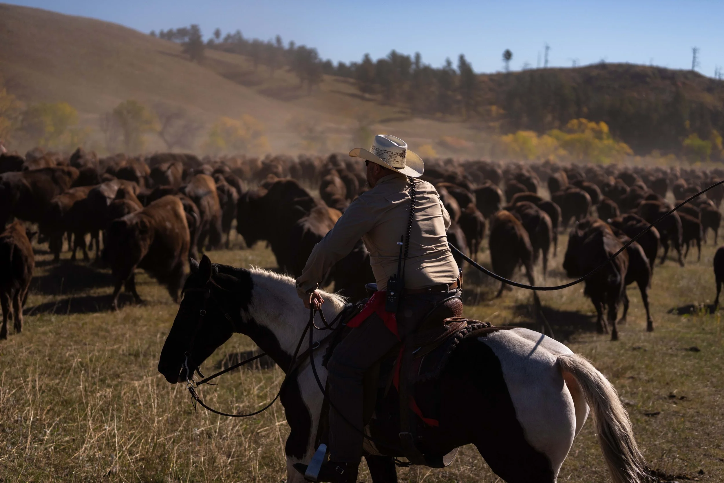 BuffaloRoundup-CSP-20250926-ByronBanasiak-3.jpg