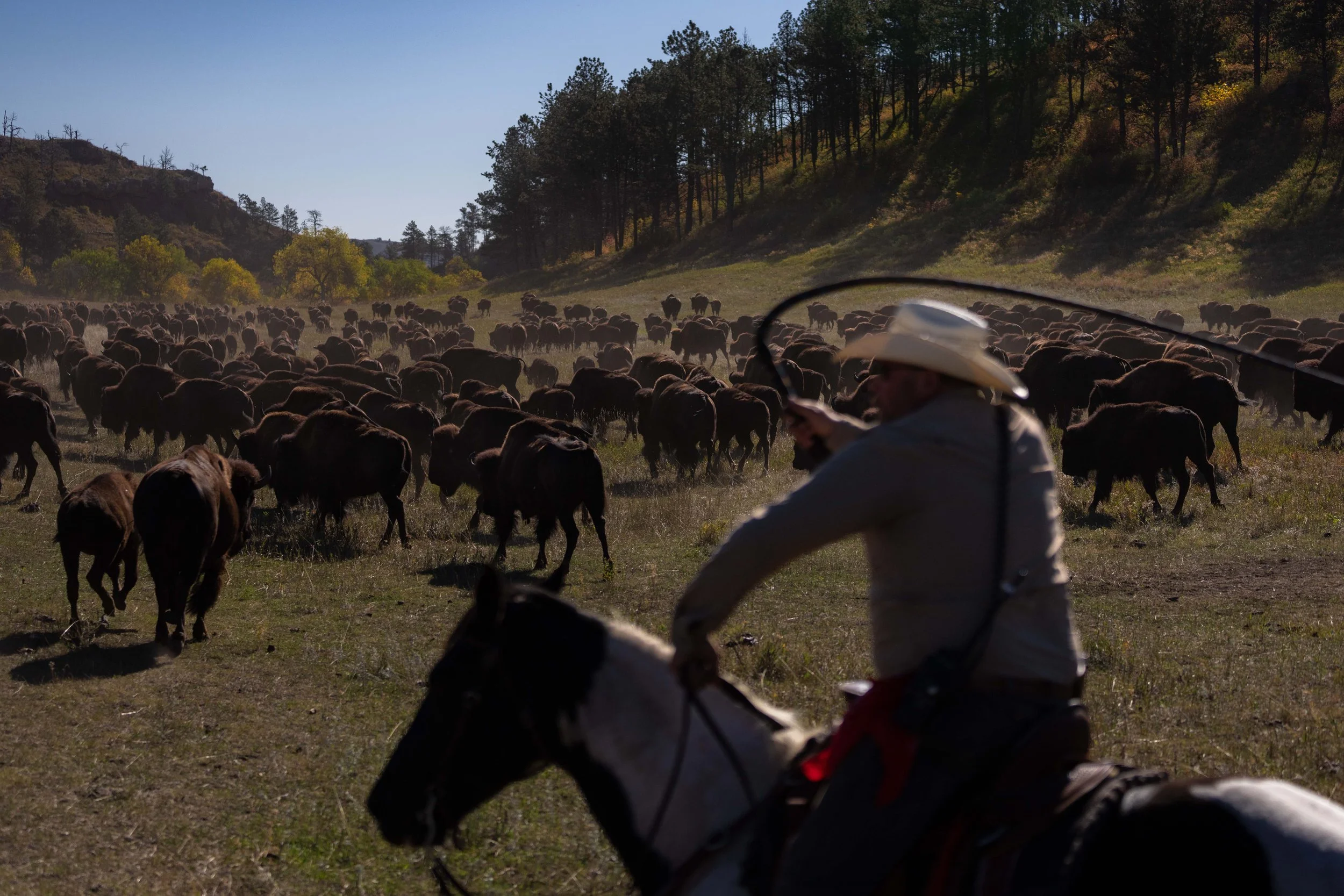 BuffaloRoundup-CSP-20250926-ByronBanasiak-2.jpg