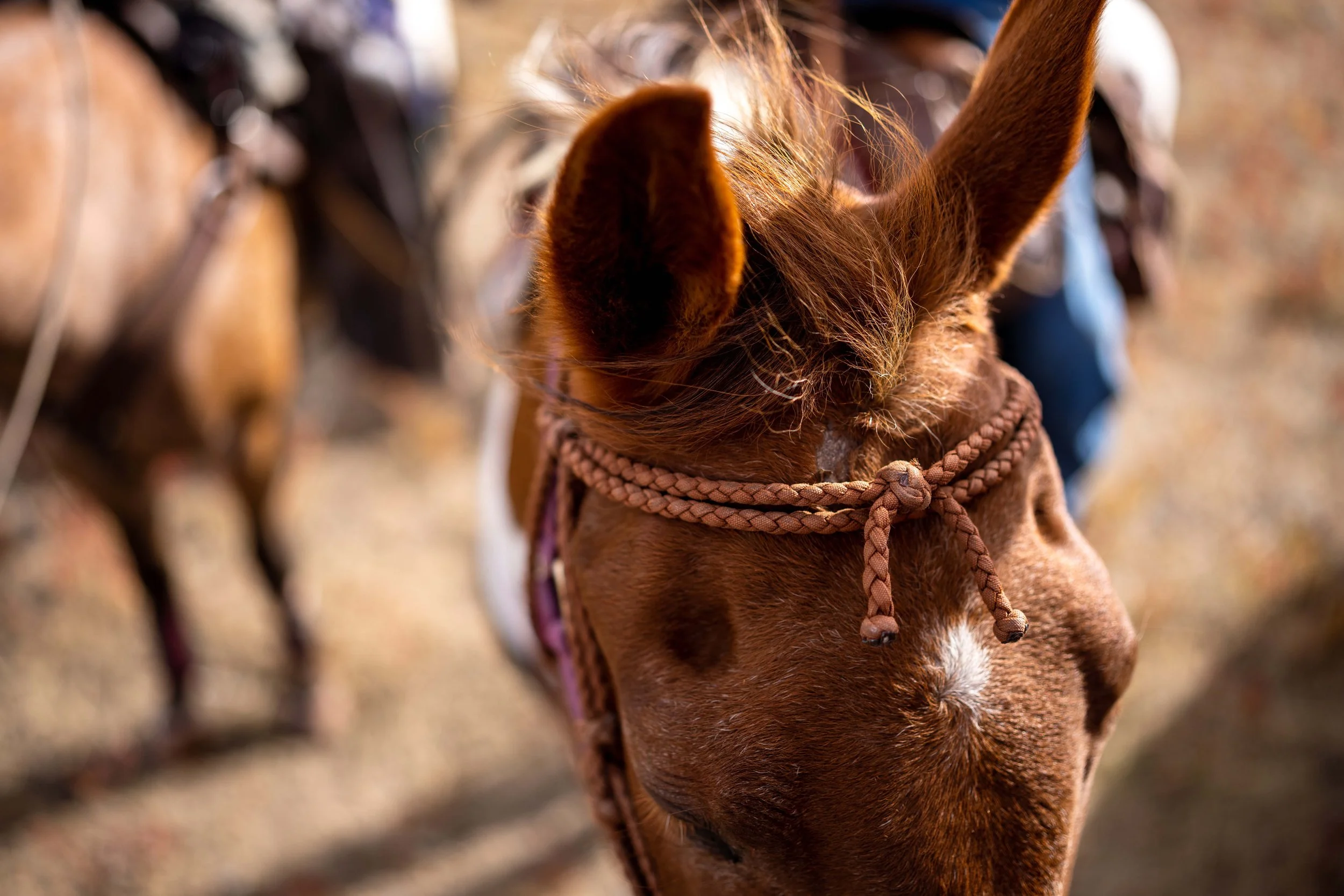 BuffaloRoundup-CSP-20220930-ByronBanasiak-6.jpg
