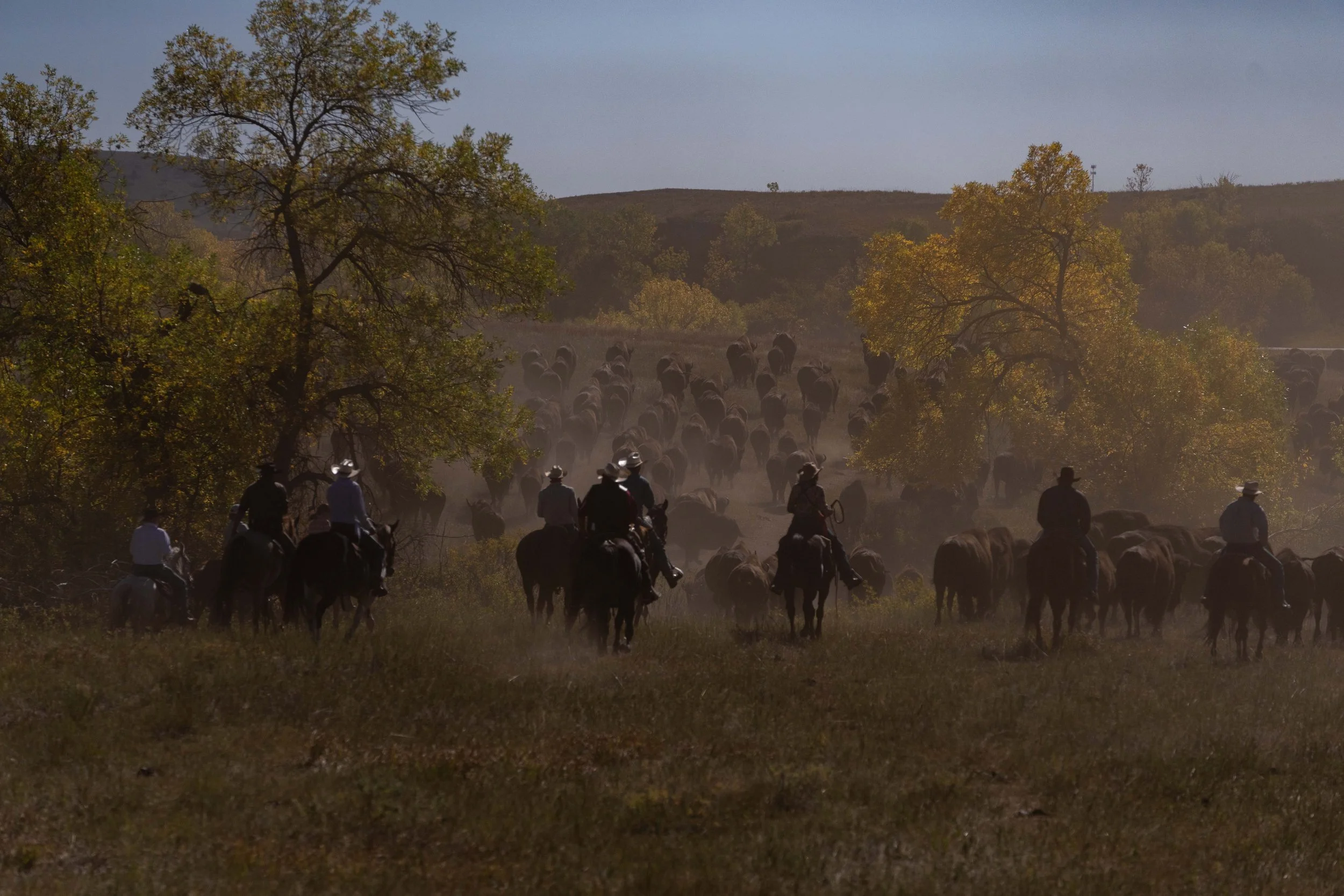 BuffaloRoundup-CSP-20250926-ByronBanasiak-10.jpg