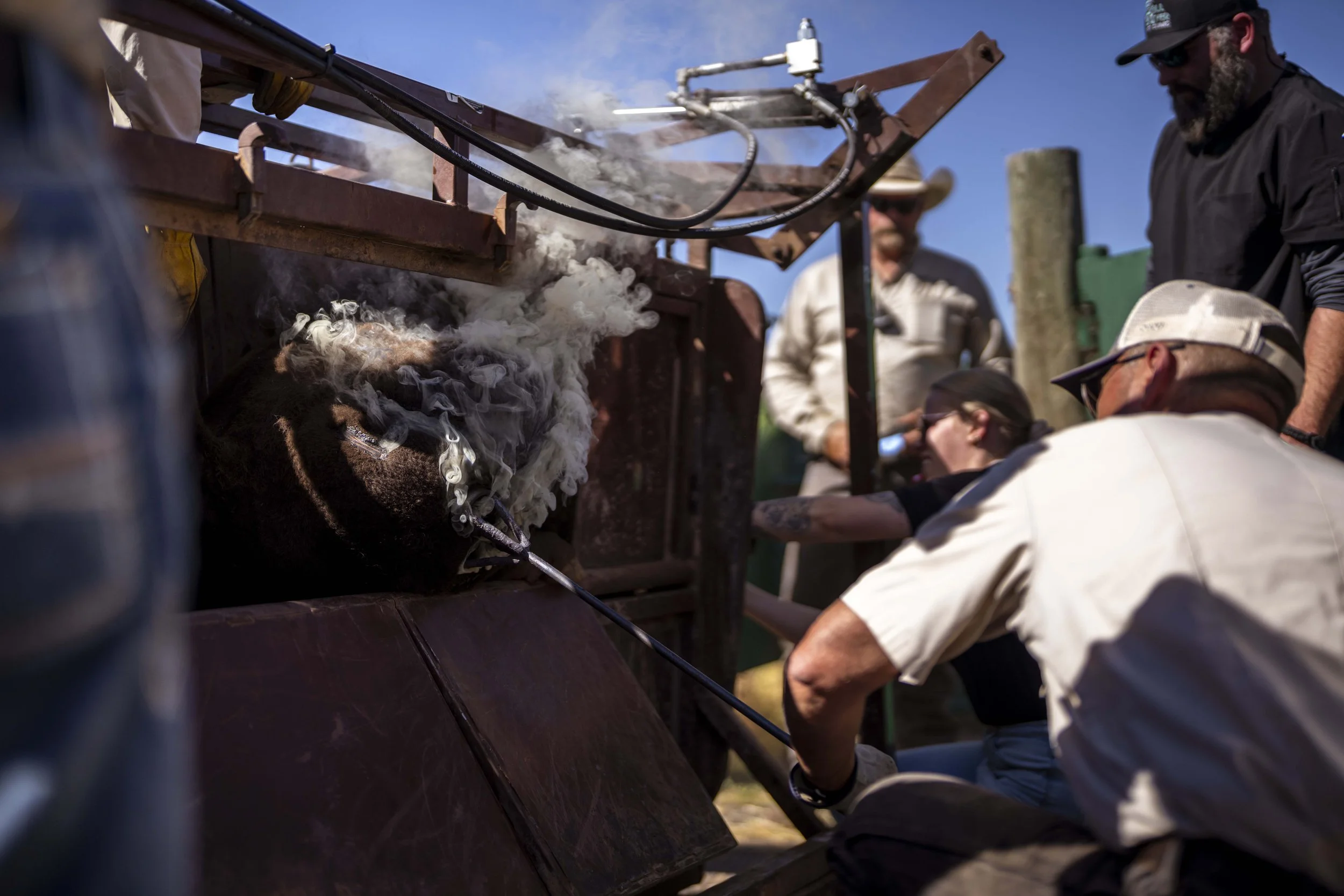 BuffaloRoundup-Branding-CSP-20240927_ByronBanasiak-95.jpg