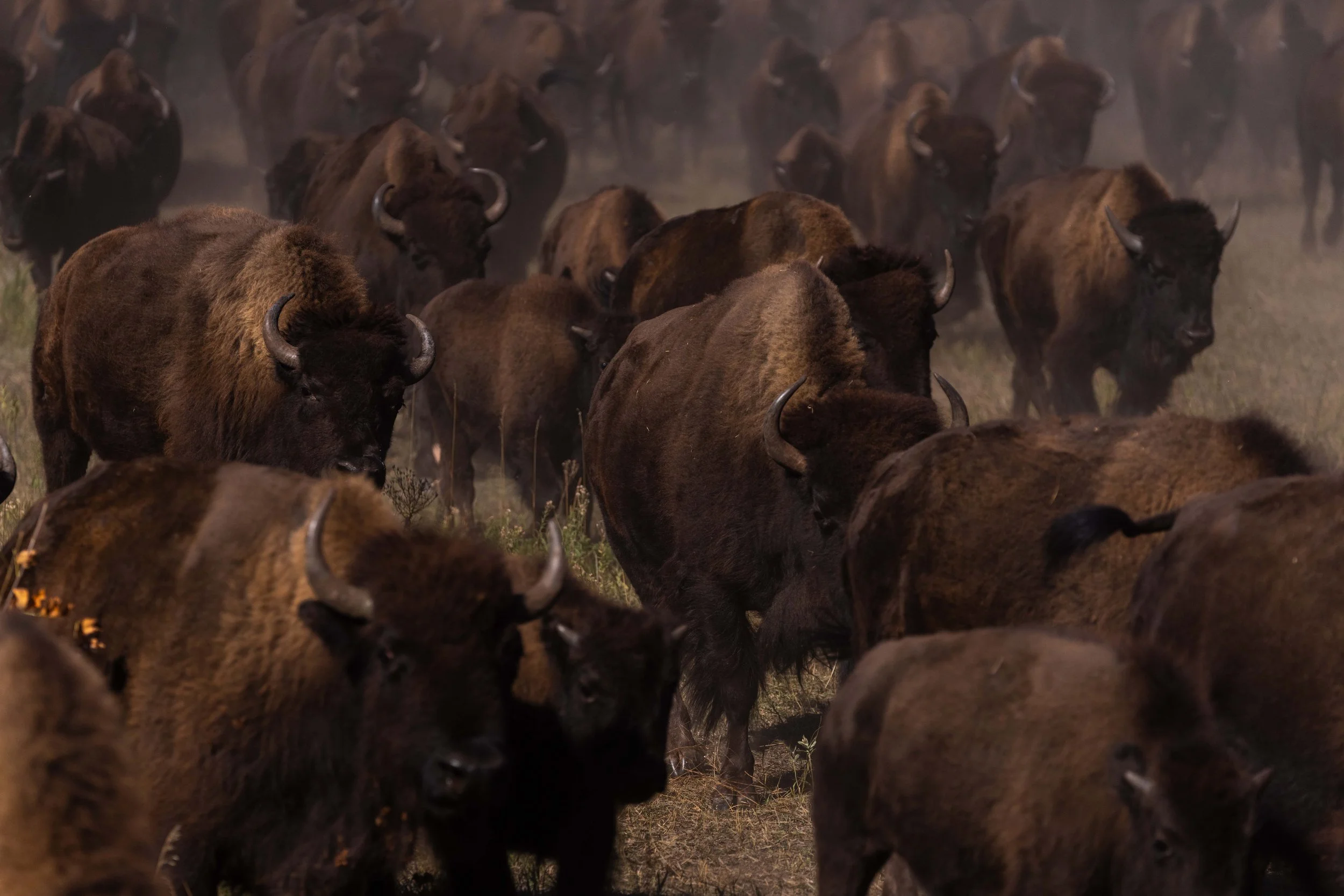BuffaloRoundup-CSP-20250926-ByronBanasiak-16.jpg
