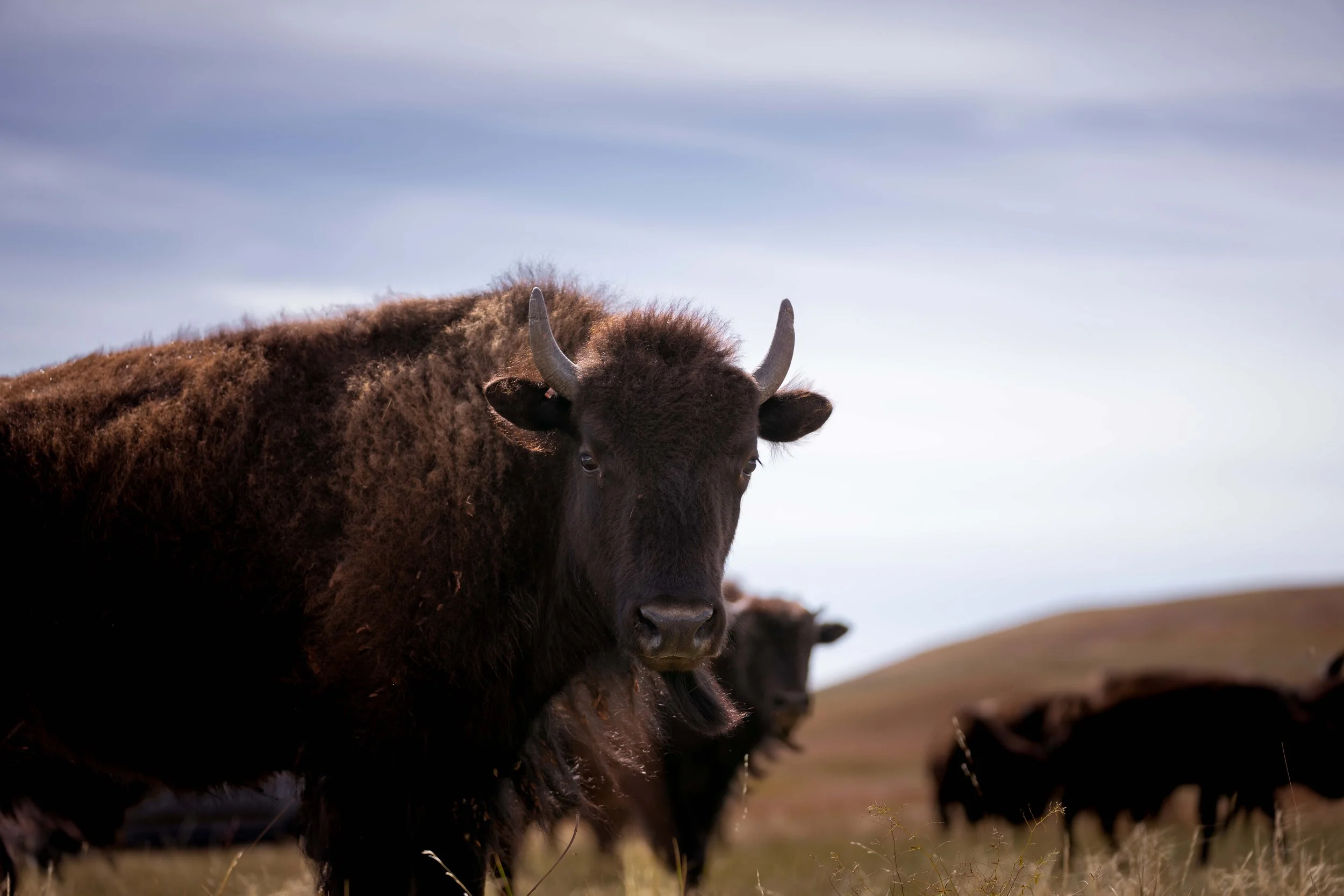 CusterStatePark-PreRoundup-20210923-ByronBanasiak-14.jpg