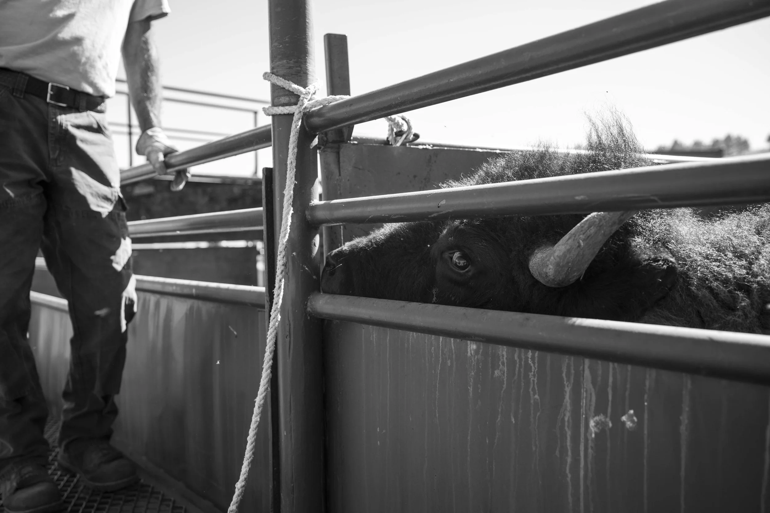 BuffaloRoundup-Branding-CSP-20240927_ByronBanasiak-57.jpg