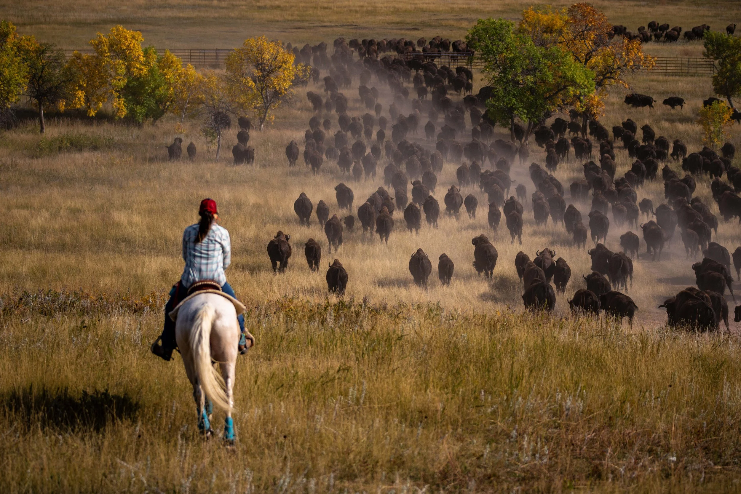 BuffaloRoundup-20230929_ByronBanasiak-21.jpg