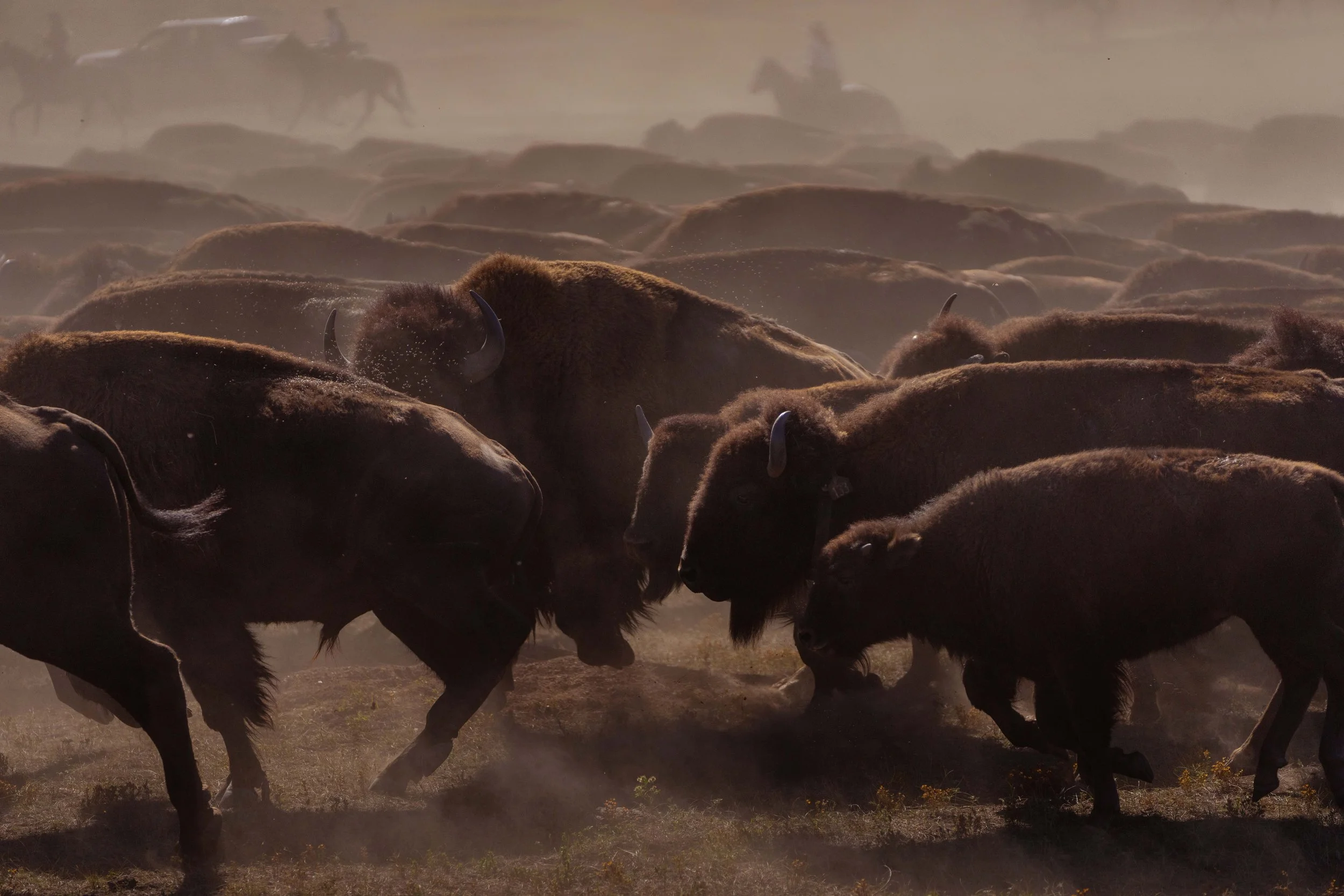 BuffaloRoundup-CSP-20250926-ByronBanasiak-27.jpg