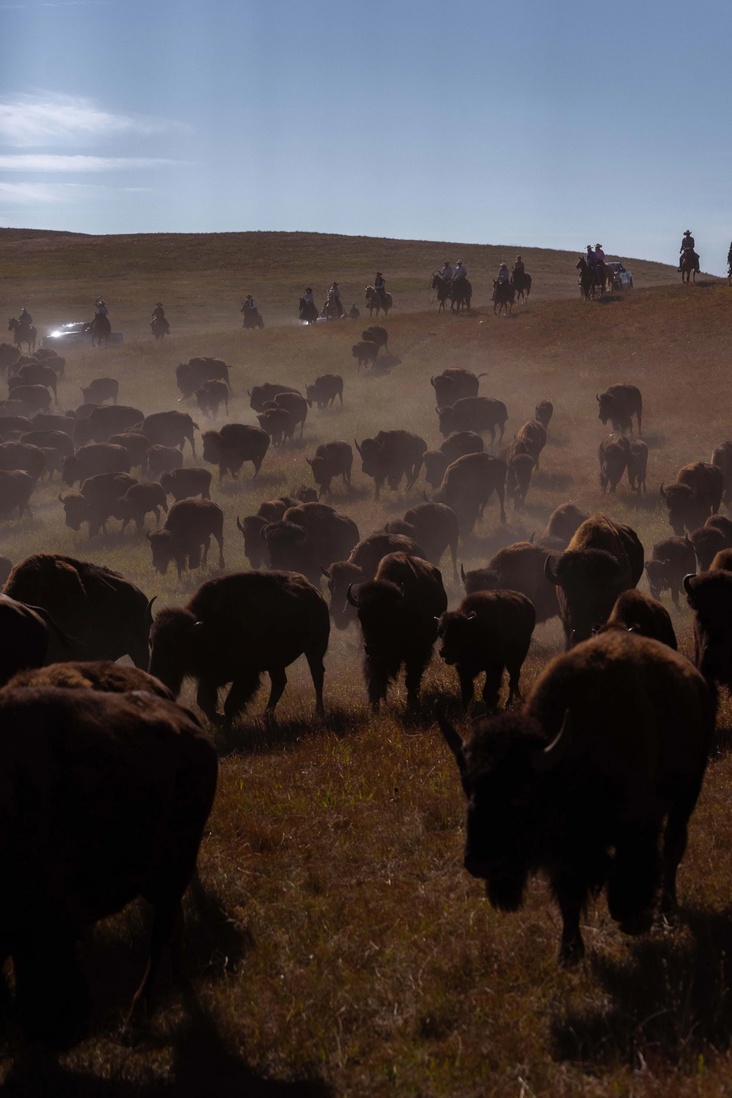 BuffaloRoundup-CSP-20250926-ByronBanasiak-40.jpg