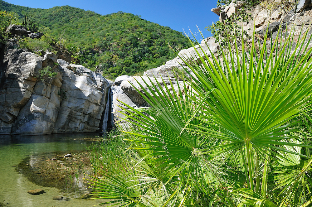 The emerald waters of the Sierra support surprisingly rich plant life.