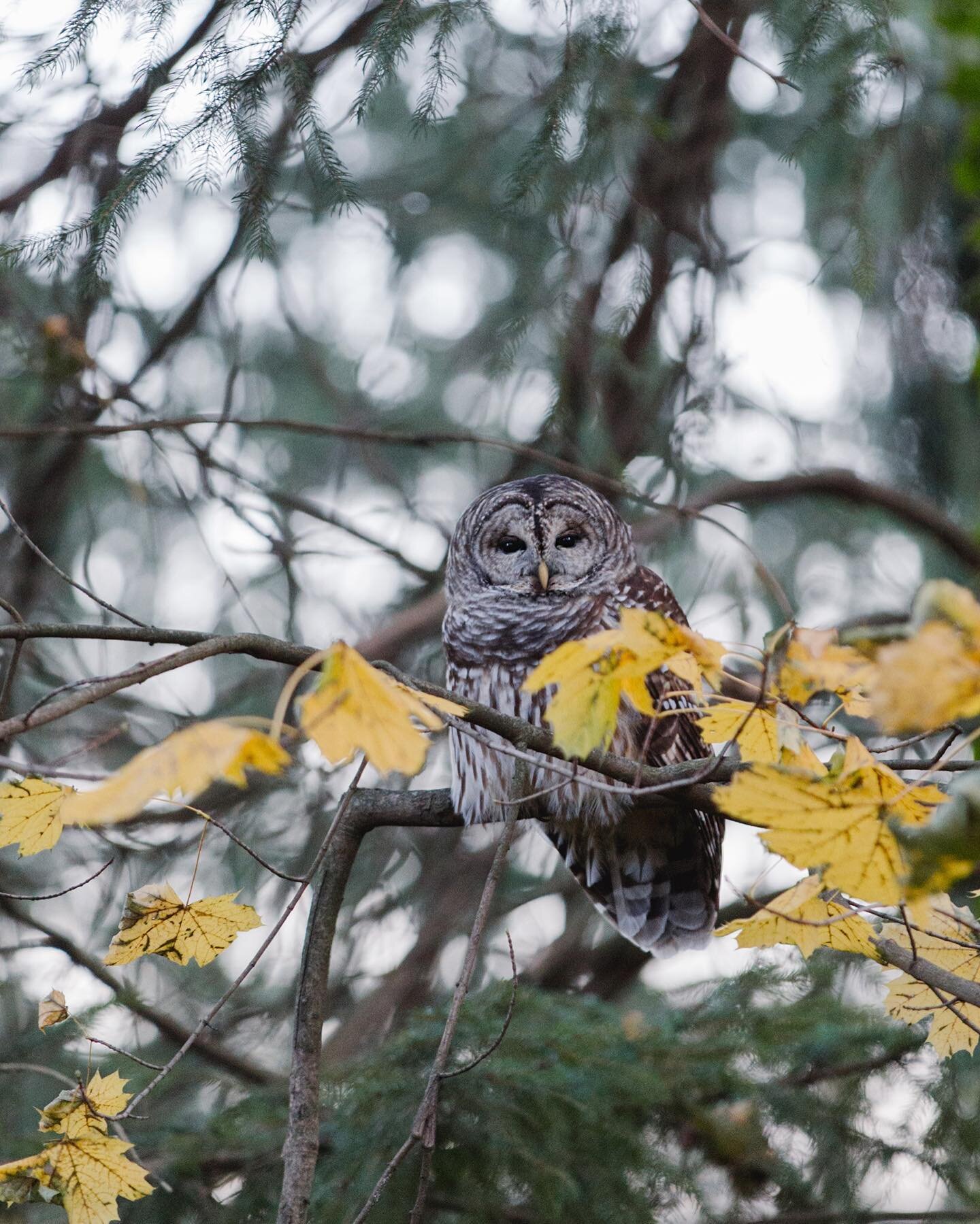 Happy new year from this owl that lives in the woods behind my studio. Please tell me everything I need to know about barred owls!! Should we build it a nesting box and hope for cute little owl babies?🦉