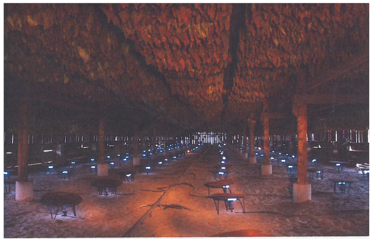 Pictured: Tobacco being dried out by gas in a tobacco shed.