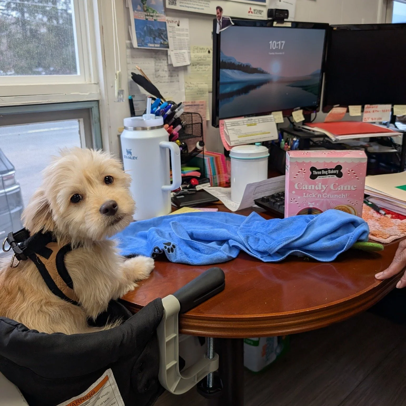 Hi, it&rsquo;s me, Cesar &mdash; back at work with the Superior Energy team.
Windows: watched ✔️ Morale: boosted ✔️ Snacks: inspected ✔️ Adorableness: nonstop ✔️
They keep Connecticut warm 🔥 I keep the office smiling.
Teamwork at its finest. 🐾💙