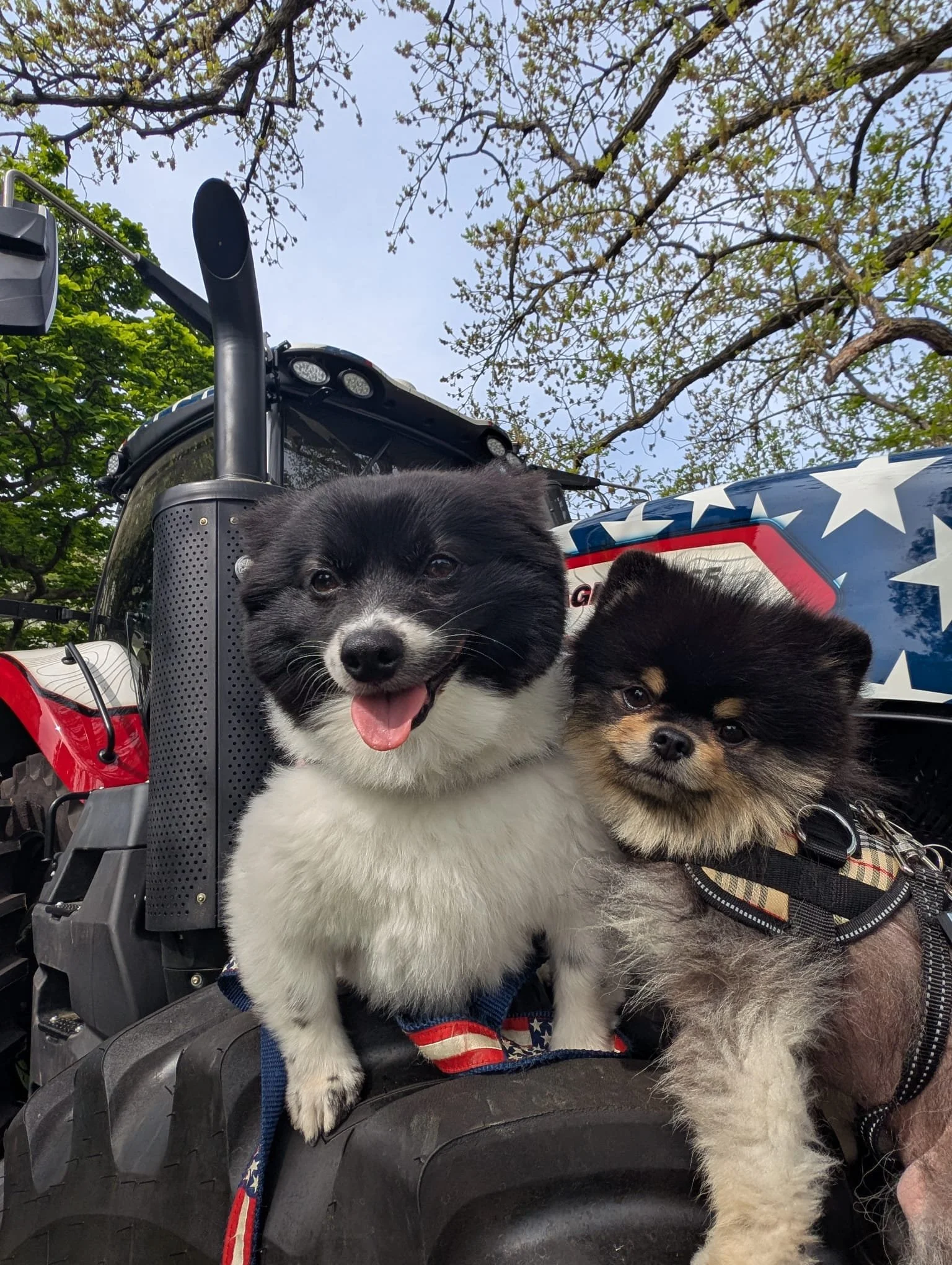 Road trip! 🇺🇸🐾

The Superior pups took on D.C. this week&mdash;repping local energy and showing some love for the farmers who keep everything growing 🌾

👀Catch the Superior crew at the @ellingtongrown Farmer&rsquo;s Market this summer!
We&rsquo;