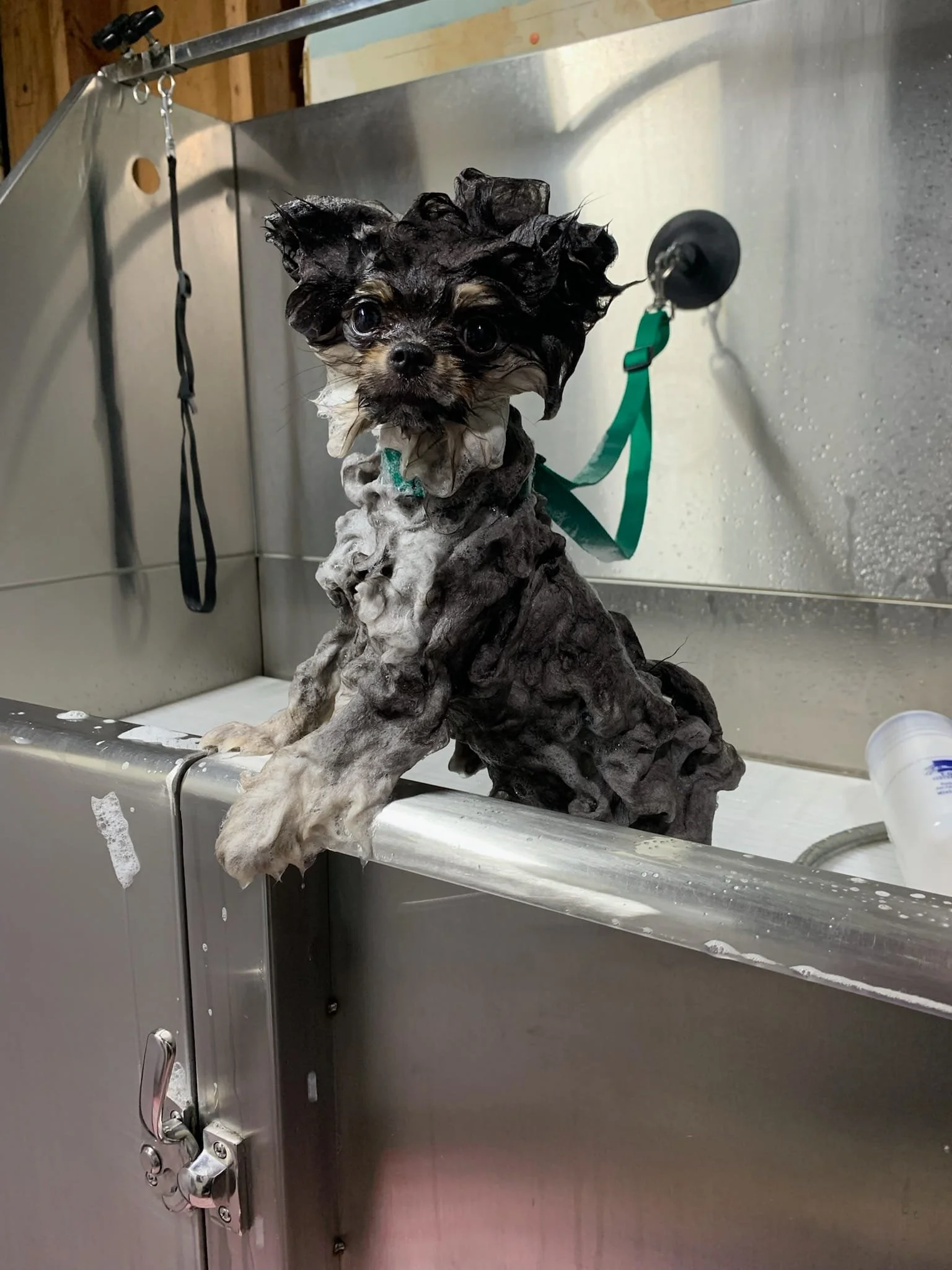 Superior Energy office dog status: the propane-powered water heater worked perfectly&hellip; but the emotional betrayal is still setting in. 🛁🐾

Comment with your caption! 🐶🛁 Bonus points if it includes &ldquo;hot water.&rdquo;