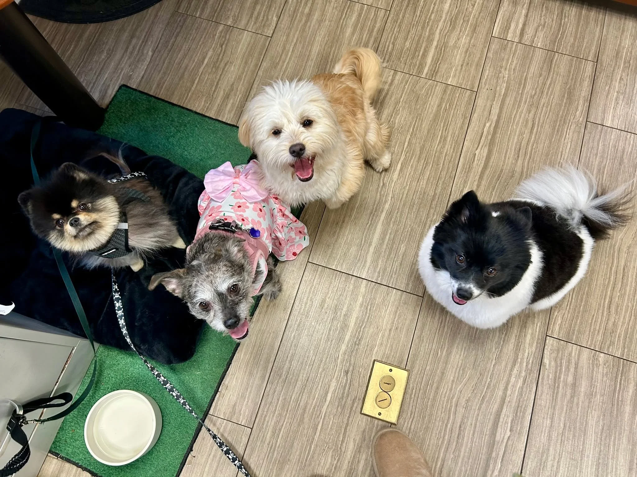 Word got around about Tom&rsquo;s cat rescue. 🐱

The office dogs heard there was an animal-related service call this week&hellip; and they have thoughts. 🐾

Their official statement: &ldquo;We are also brave. We are also helpful. We are also accept