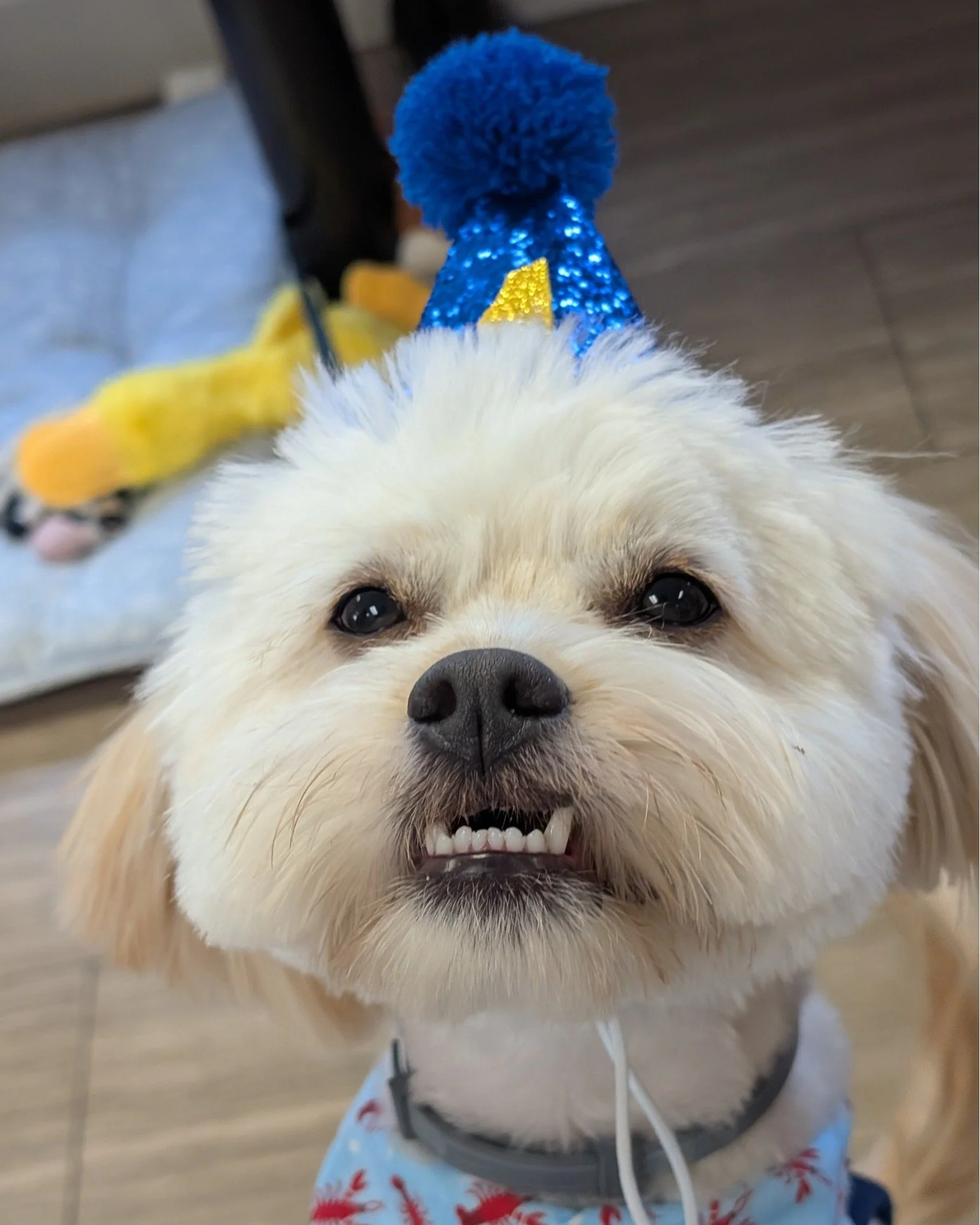 Happy 1st Birthday, Cesar! 🐾🎈

Our puppy office mascot is officially ONE! Happy birthday to our professional snack supervisor, window watcher, and full-time good boy. Thanks for keeping the office a little happier every day. 💙❤️

In honor of Cesar