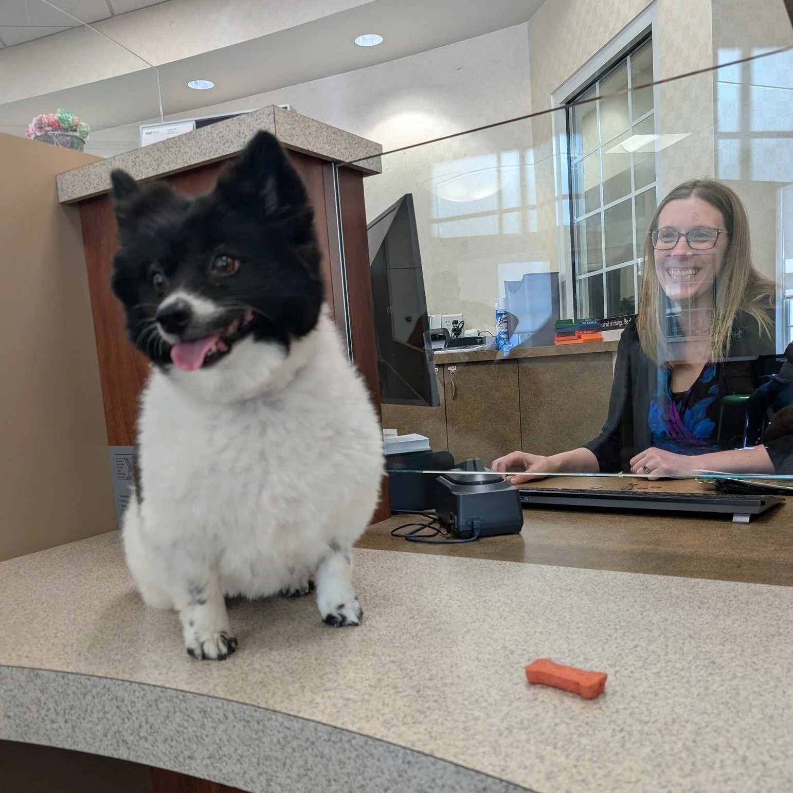 Boss Charlie is making a very important withdrawal before the weekend. 🏦
🦴 Amount requested: treats.
Amount approved: pending one tail wag.

📅 Speaking of important office pet business, PawParazzi is still going on! 
Every entry, vote, and 2027 ca