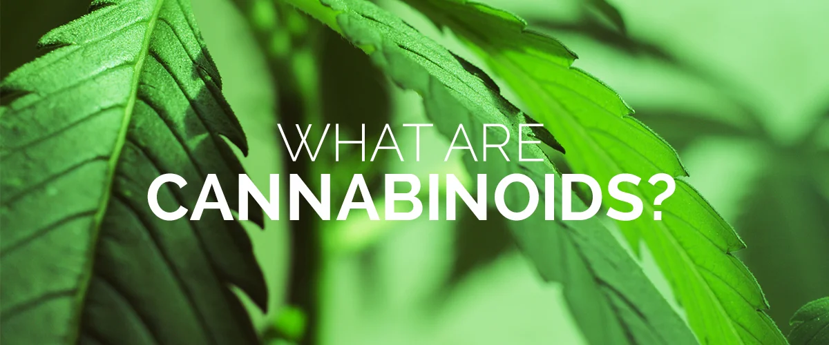 Learn more about cannabinoids and terpenes and how they influence flavors and aromas of your medical marijuana.