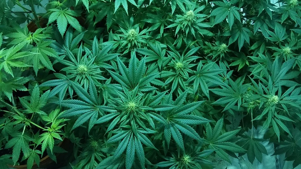 the apothecarium las vegas a recreational and medical marijuana dispensary discuss cannabis in treating the symptoms of hiv/aids