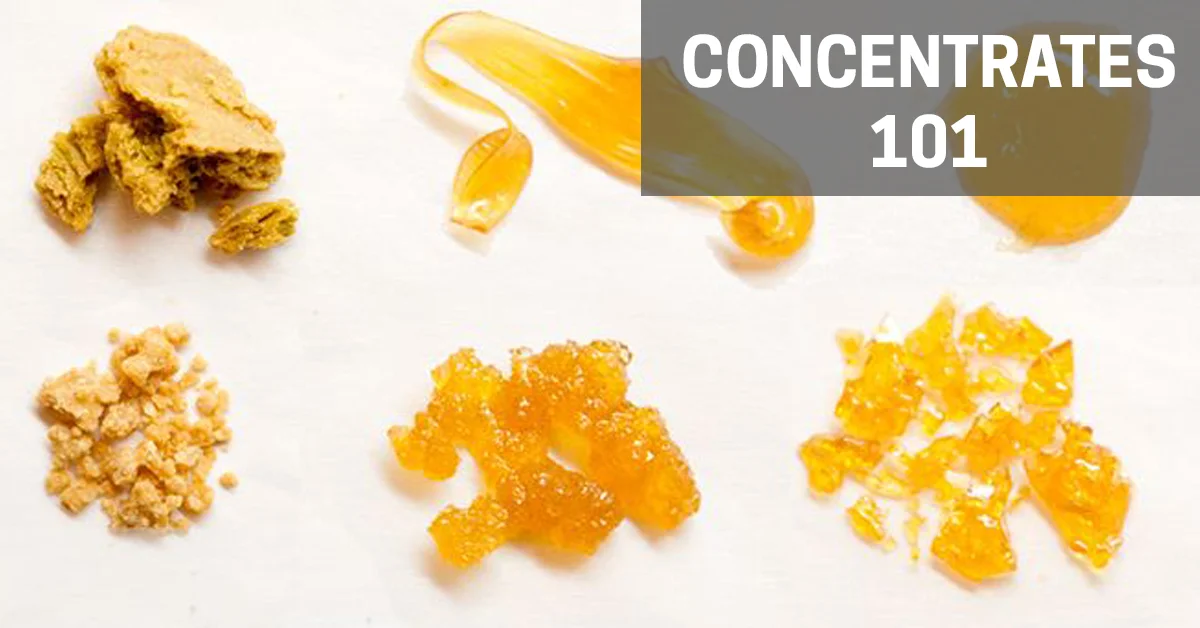 the apothecarium a recreational and medical cannabis dispensary discusses their concentrates 101 class