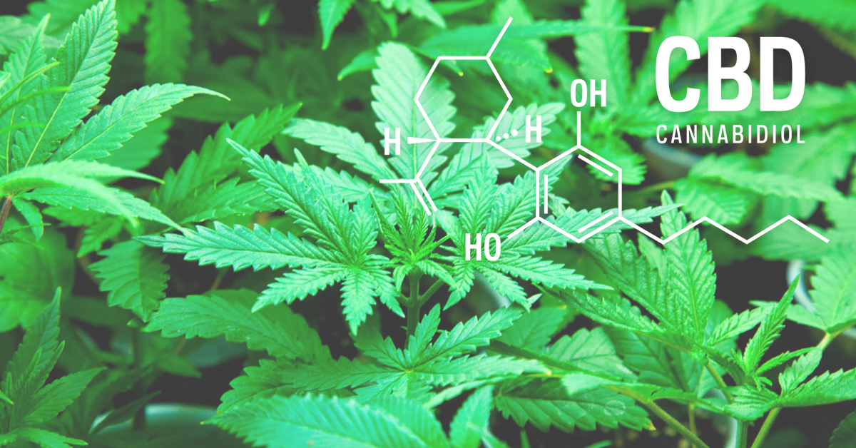 The Basics of Cannabidiol (CBD) — The Apothecarium