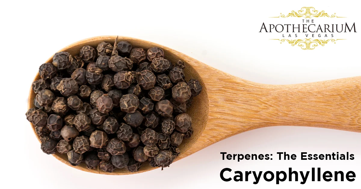 the apothecarium las vegas a recreational and medical cannabis dispensary discuss caryophyllene