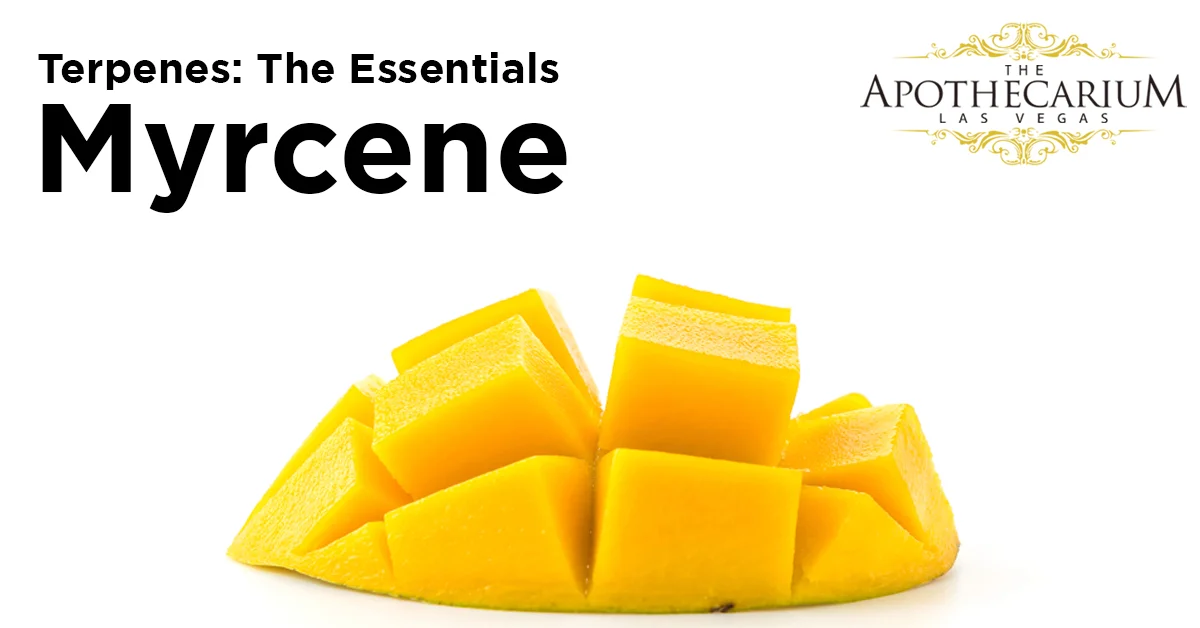 the apothecarium las vegas a medical and recreational marijuana dispensary discuss the basics of myrcene