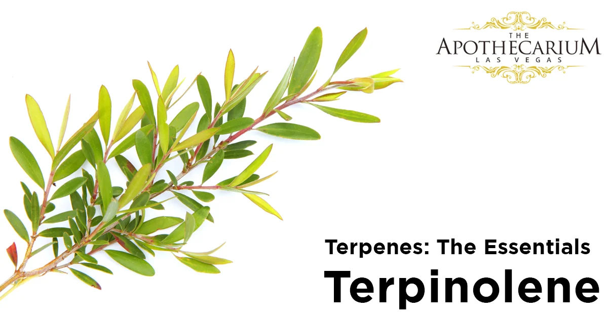 the apothecarium las vegas a recreational and medical marijuana dispensary discuss terpinolene, a terpene found in cannabis