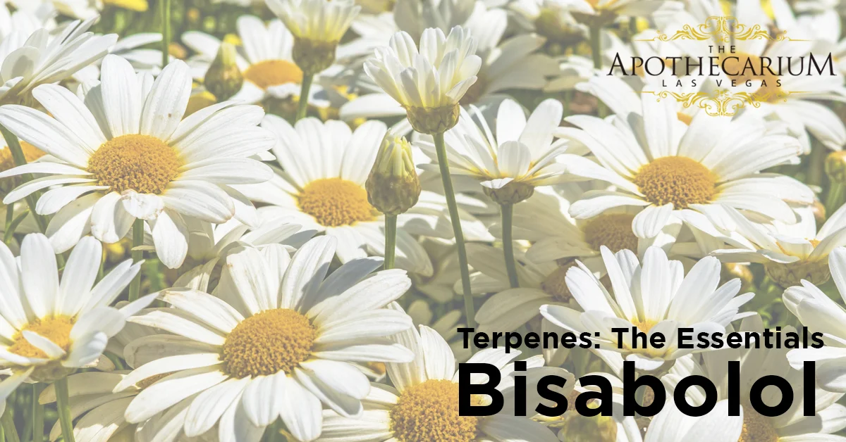 the apothecarium a medical and adult use marijuana dispensary discusses b isabolol a terpene often found in cannabis